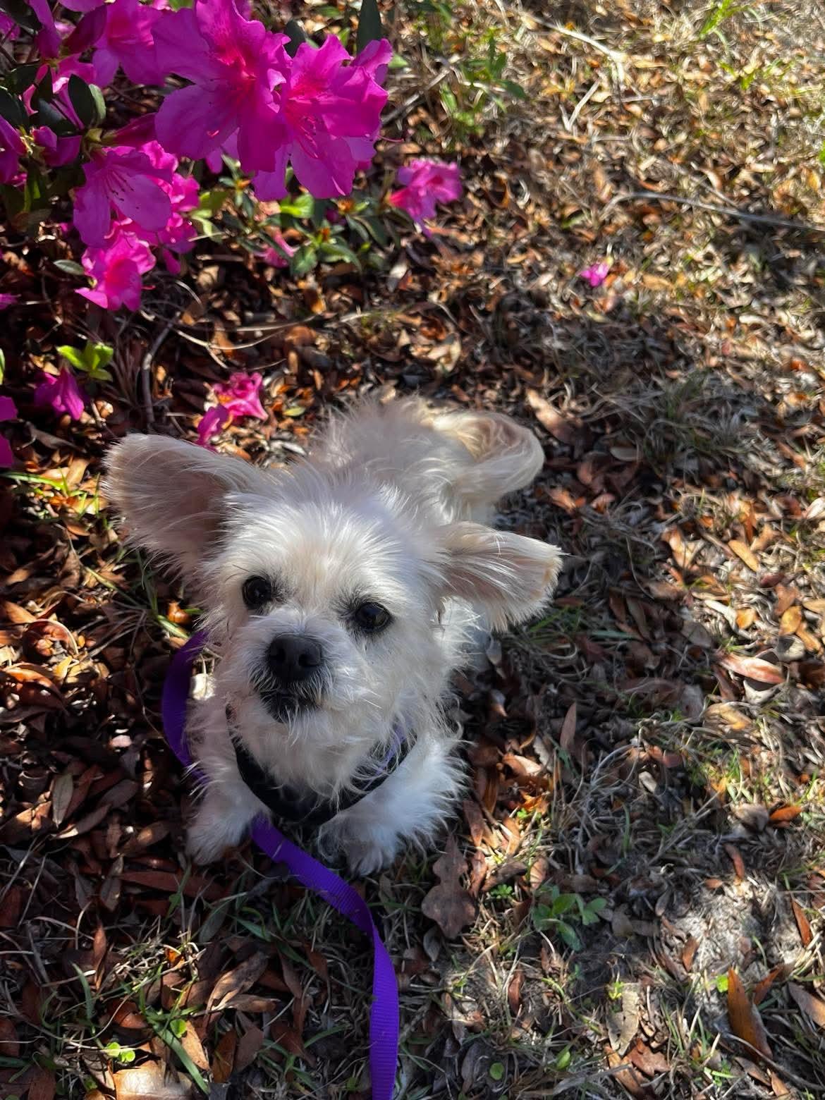 Enlarge Sassy (Coming Soon) , an adopted Mixed Breed in Argyle, NY image 2/4