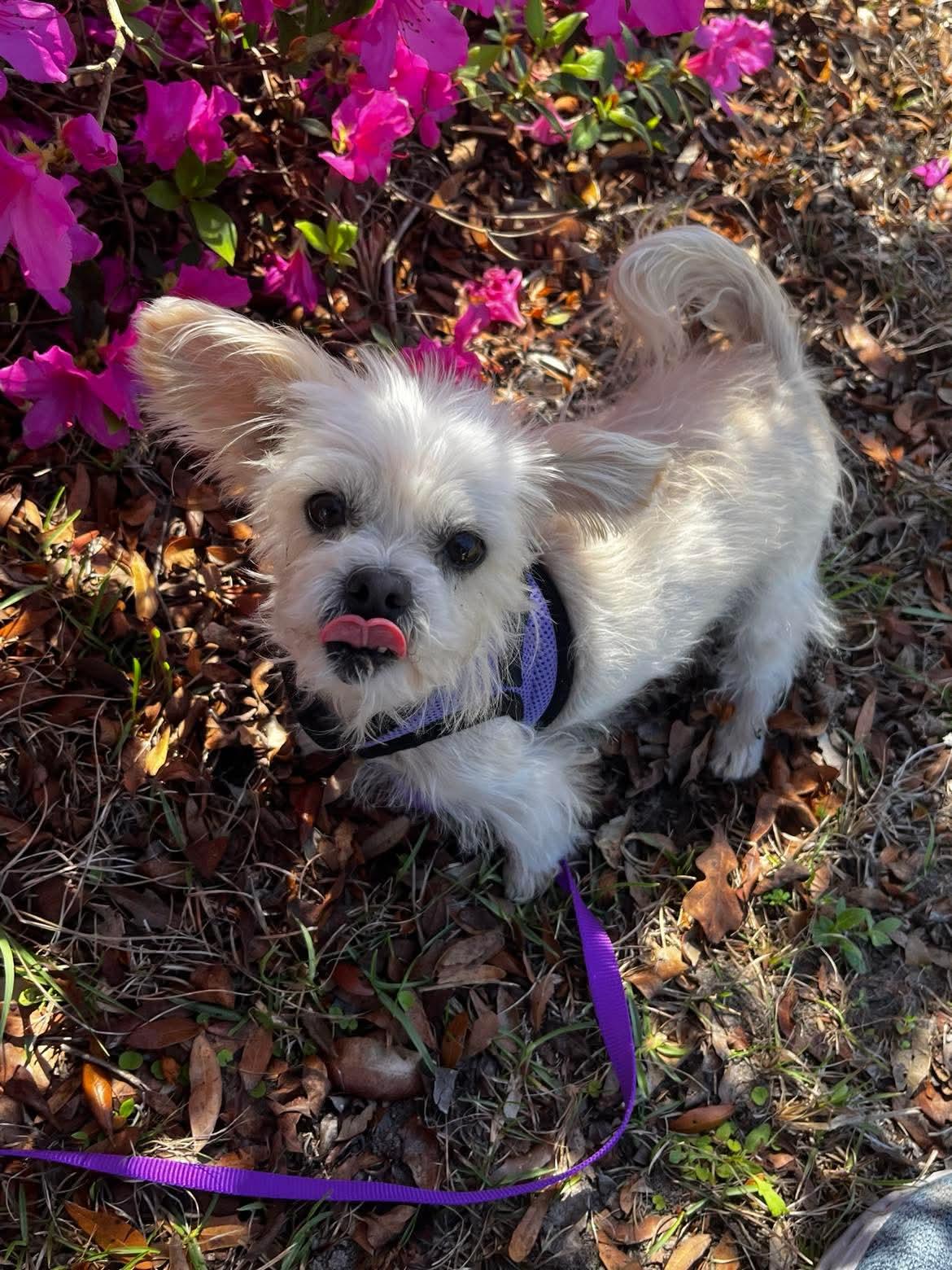 Sassy (Coming Soon) , adopted, Young Female Mixed Breed.