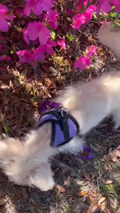 Enlarge Sassy (Coming Soon) , an adopted Mixed Breed in Argyle, NY video 4/4