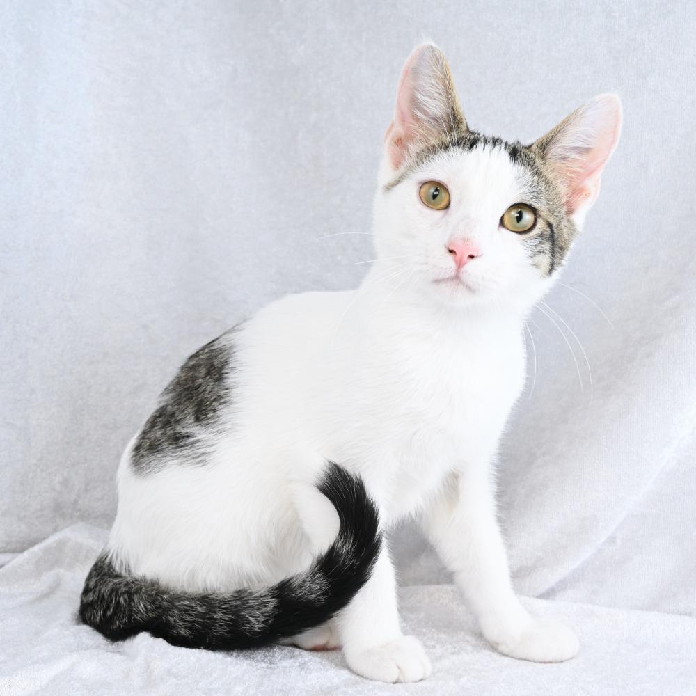 Enlarge Oogie, a Adoptable Domestic Short Hair in Mobile, AL image 1/6