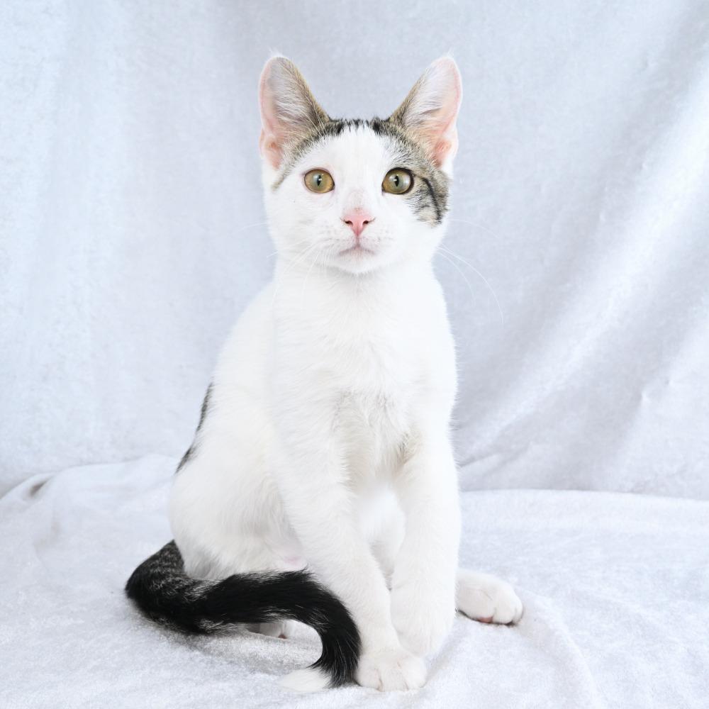 Enlarge Oogie, a Adoptable Domestic Short Hair in Mobile, AL image 2/6