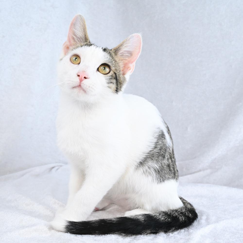 Enlarge Oogie, a Adoptable Domestic Short Hair in Mobile, AL image 3/6