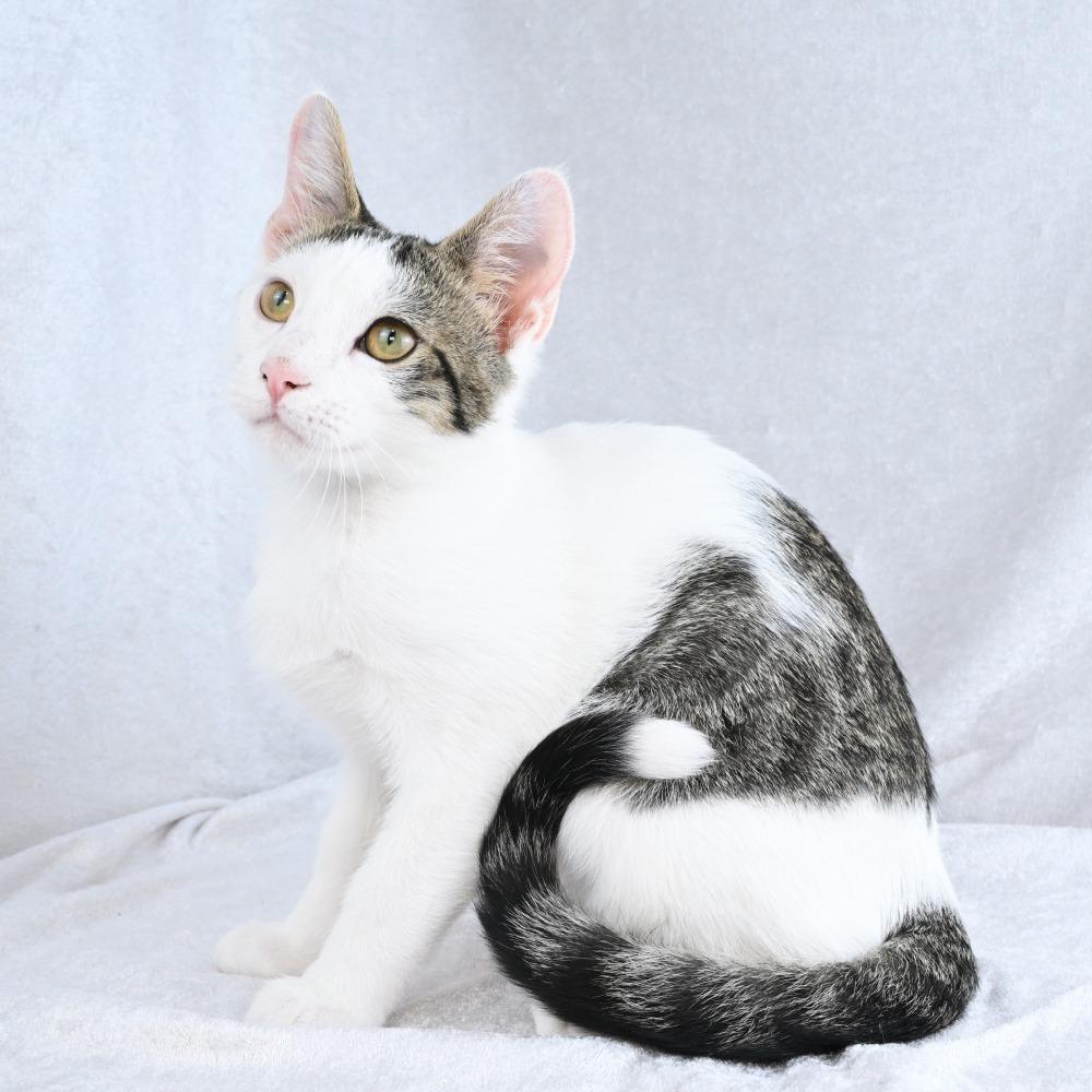 Enlarge Oogie, a Adoptable Domestic Short Hair in Mobile, AL image 4/6