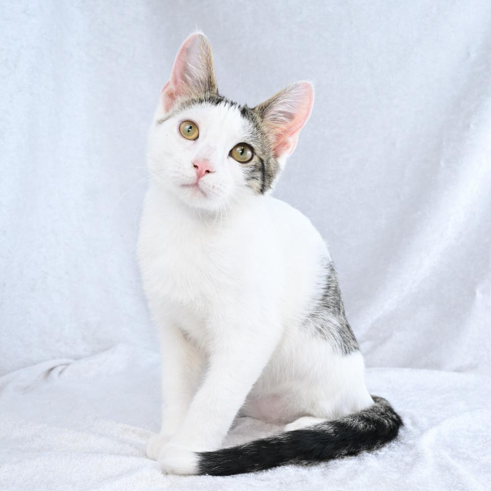 Enlarge Oogie, a Adoptable Domestic Short Hair in Mobile, AL image 5/6