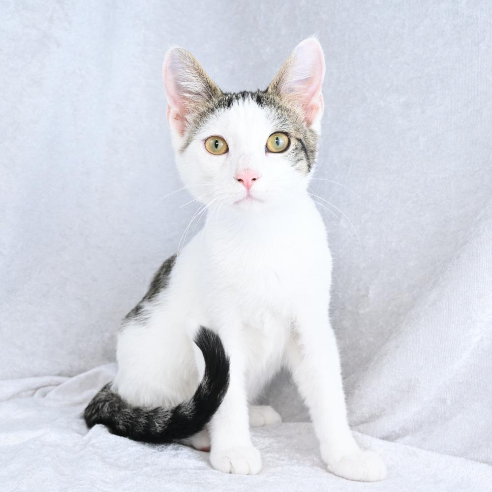 Enlarge Oogie, a Adoptable Domestic Short Hair in Mobile, AL image 6/6