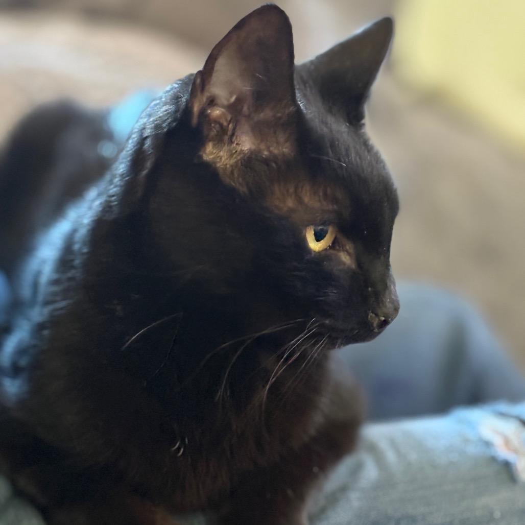 Enlarge Bliss, a Adoptable Domestic Short Hair in ATOKA, TN image 2/5