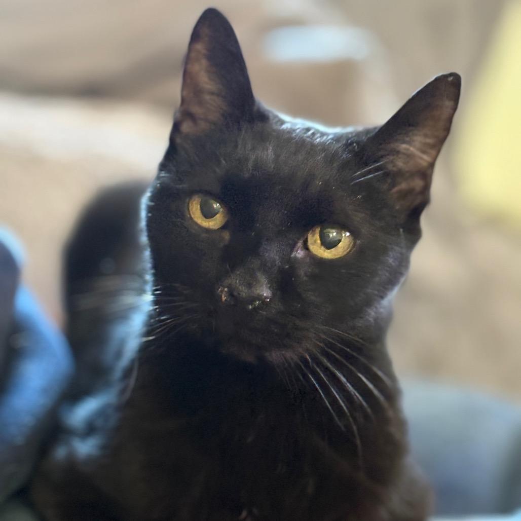 Enlarge Bliss, a Adoptable Domestic Short Hair in ATOKA, TN image 4/5