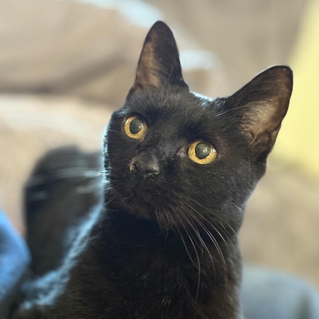 Bliss, Adoptable, Senior Female Domestic Short Hair.