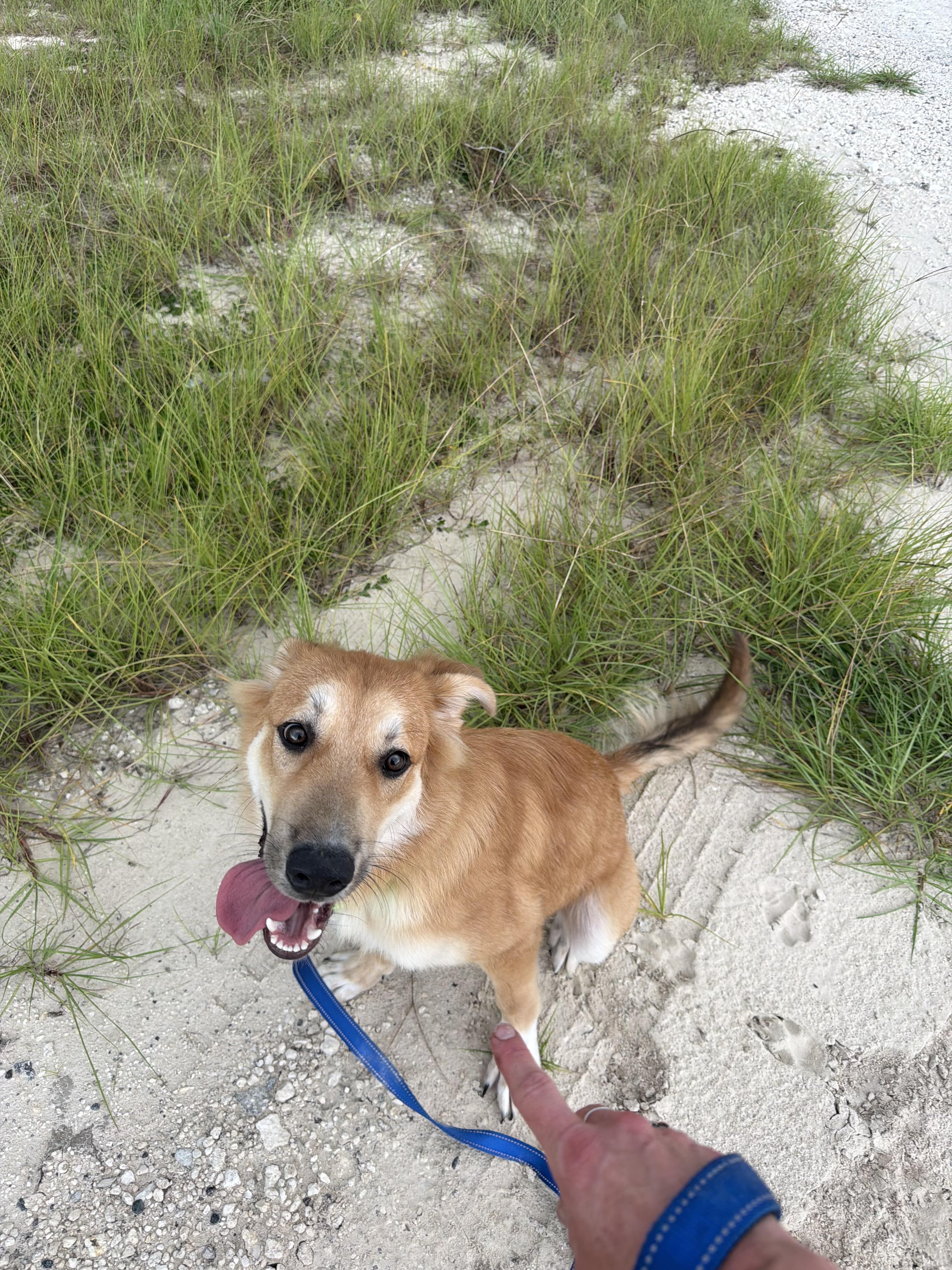 Enlarge Scooby, a Adoptable mixed breed in Bradenton, FL image 1/6