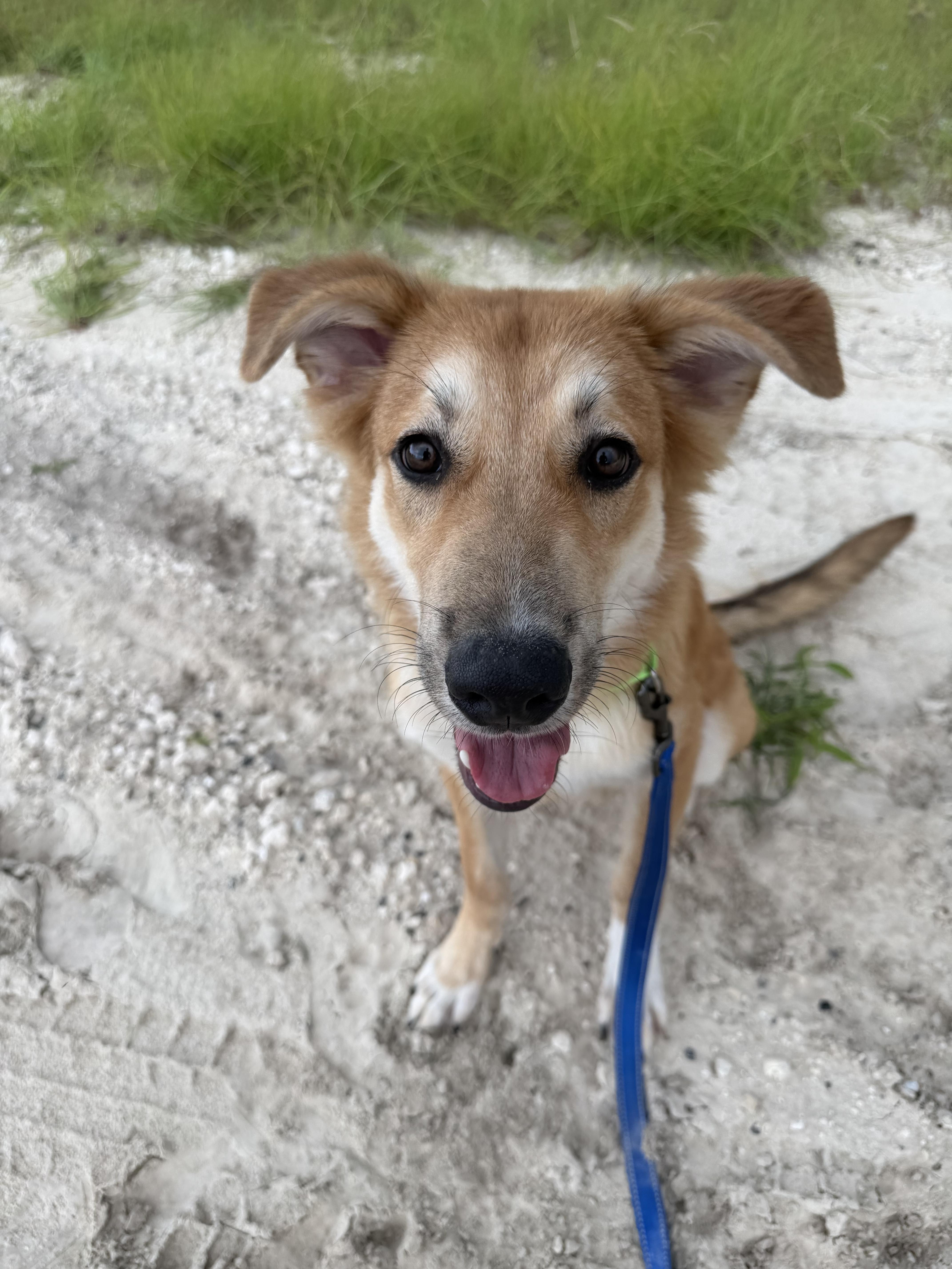 Enlarge Scooby, a Adoptable mixed breed in Bradenton, FL image 2/6