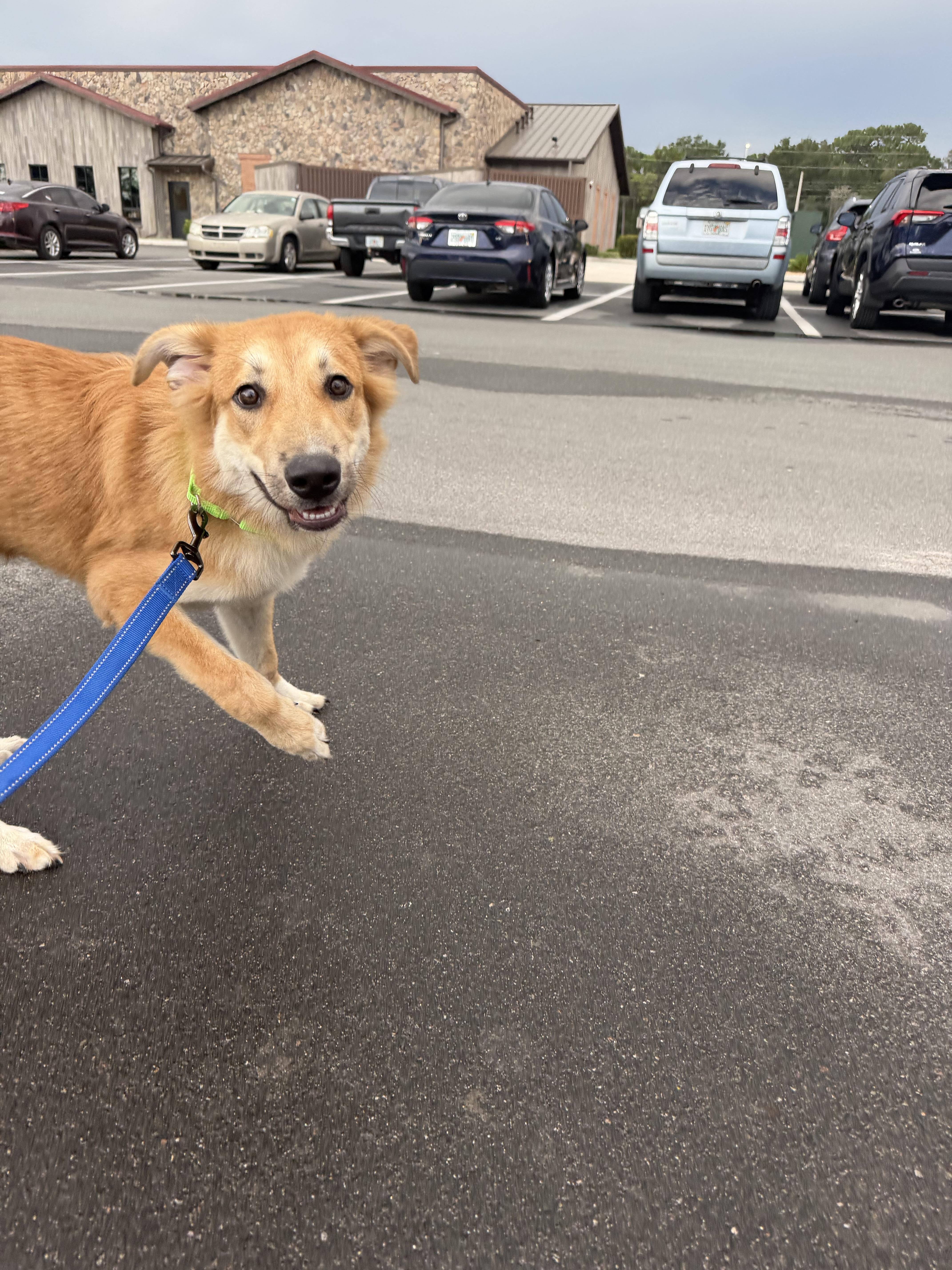 Enlarge Scooby, a Adoptable mixed breed in Bradenton, FL image 3/6