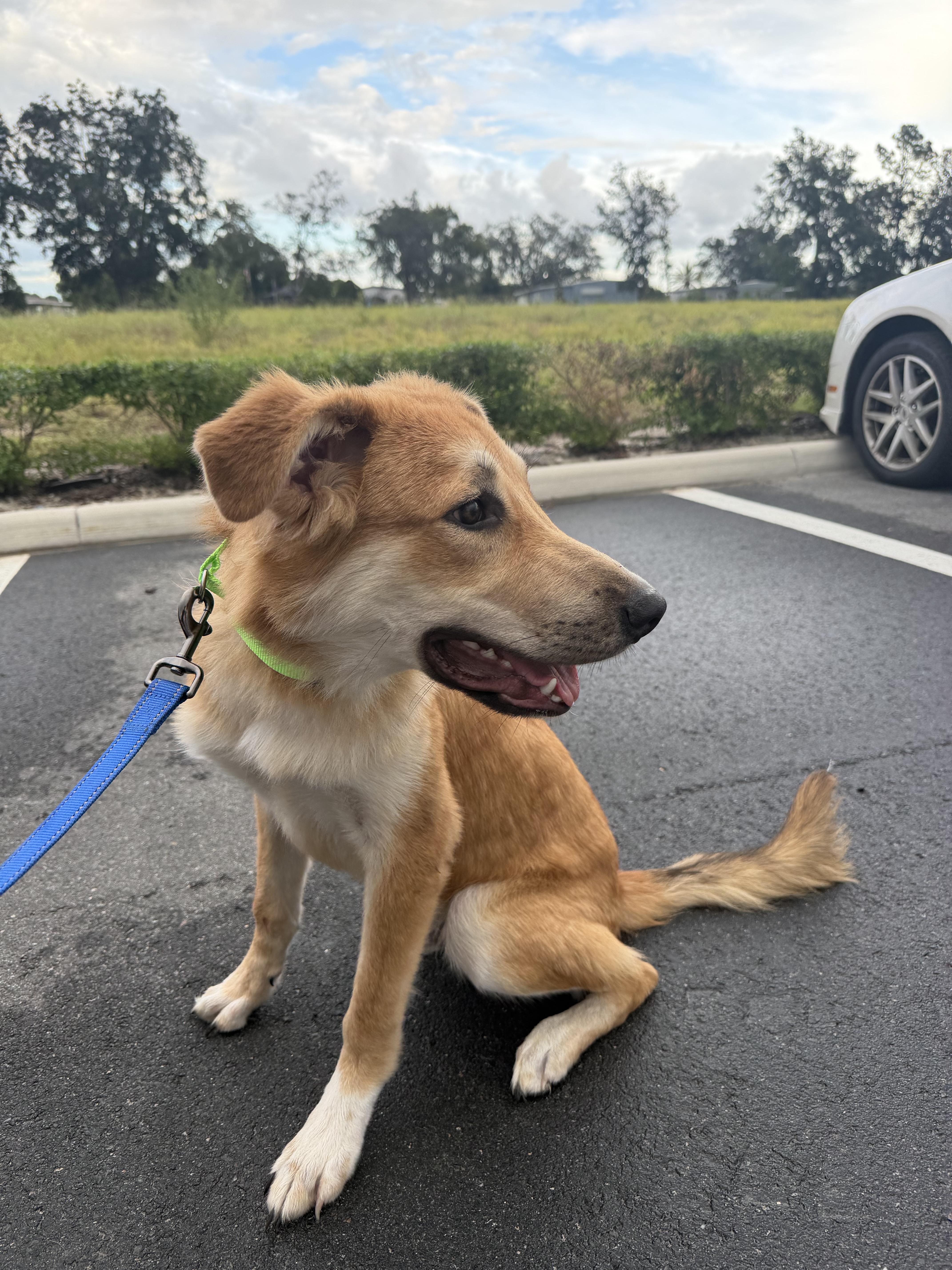 Enlarge Scooby, a Adoptable mixed breed in Bradenton, FL image 4/6