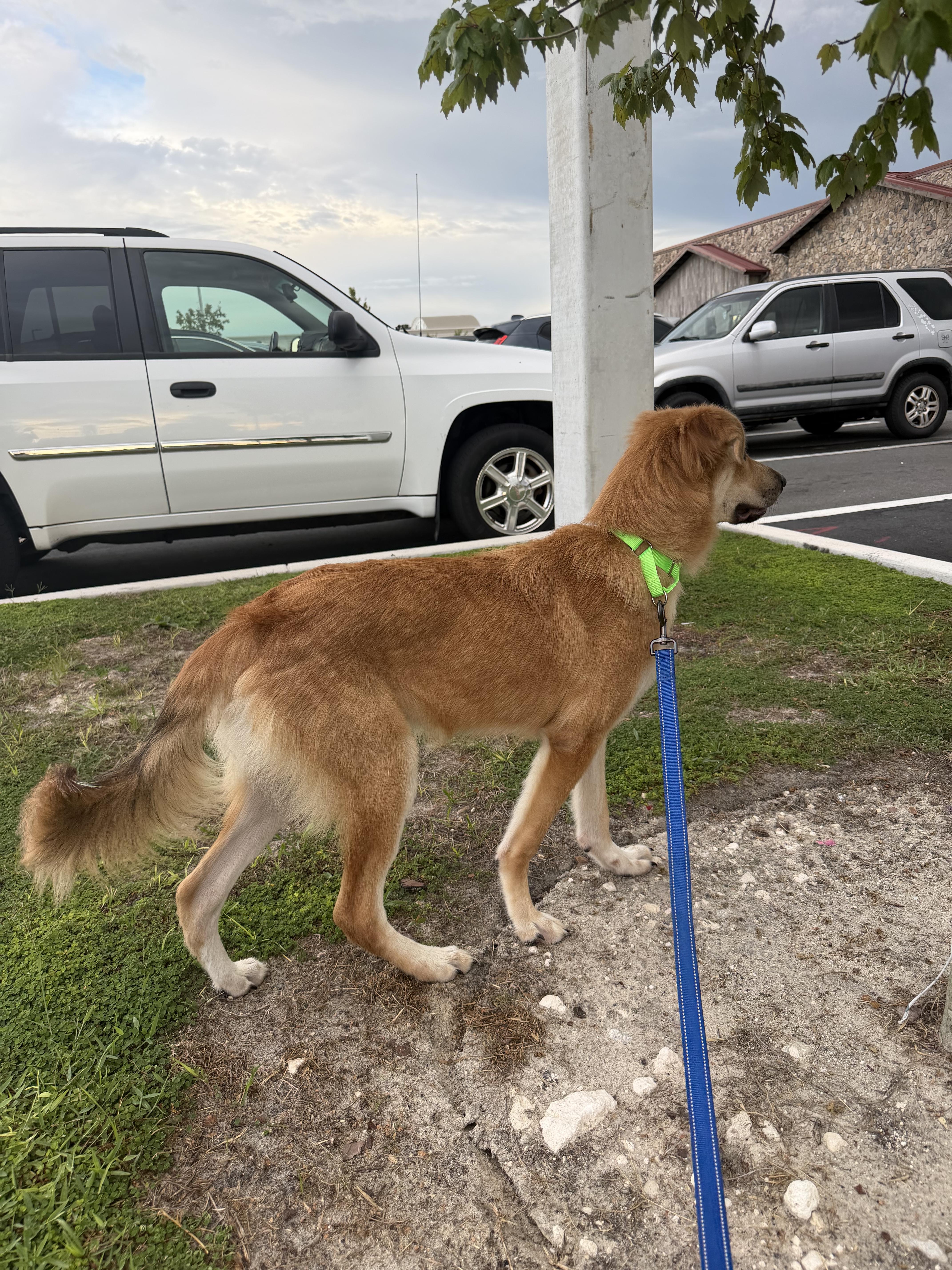 Enlarge Scooby, a Adoptable mixed breed in Bradenton, FL image 5/6