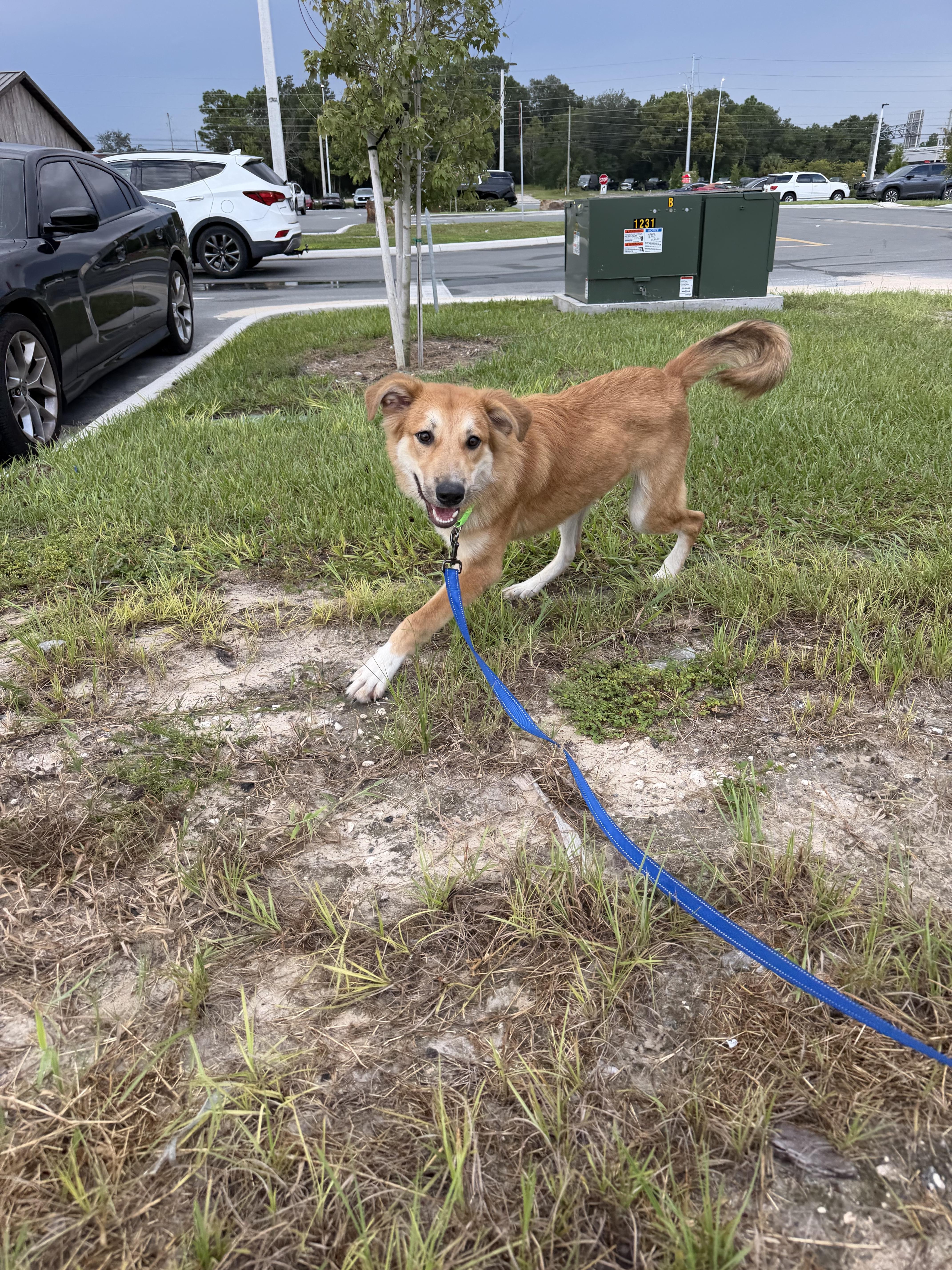 Enlarge Scooby, a Adoptable mixed breed in Bradenton, FL image 6/6