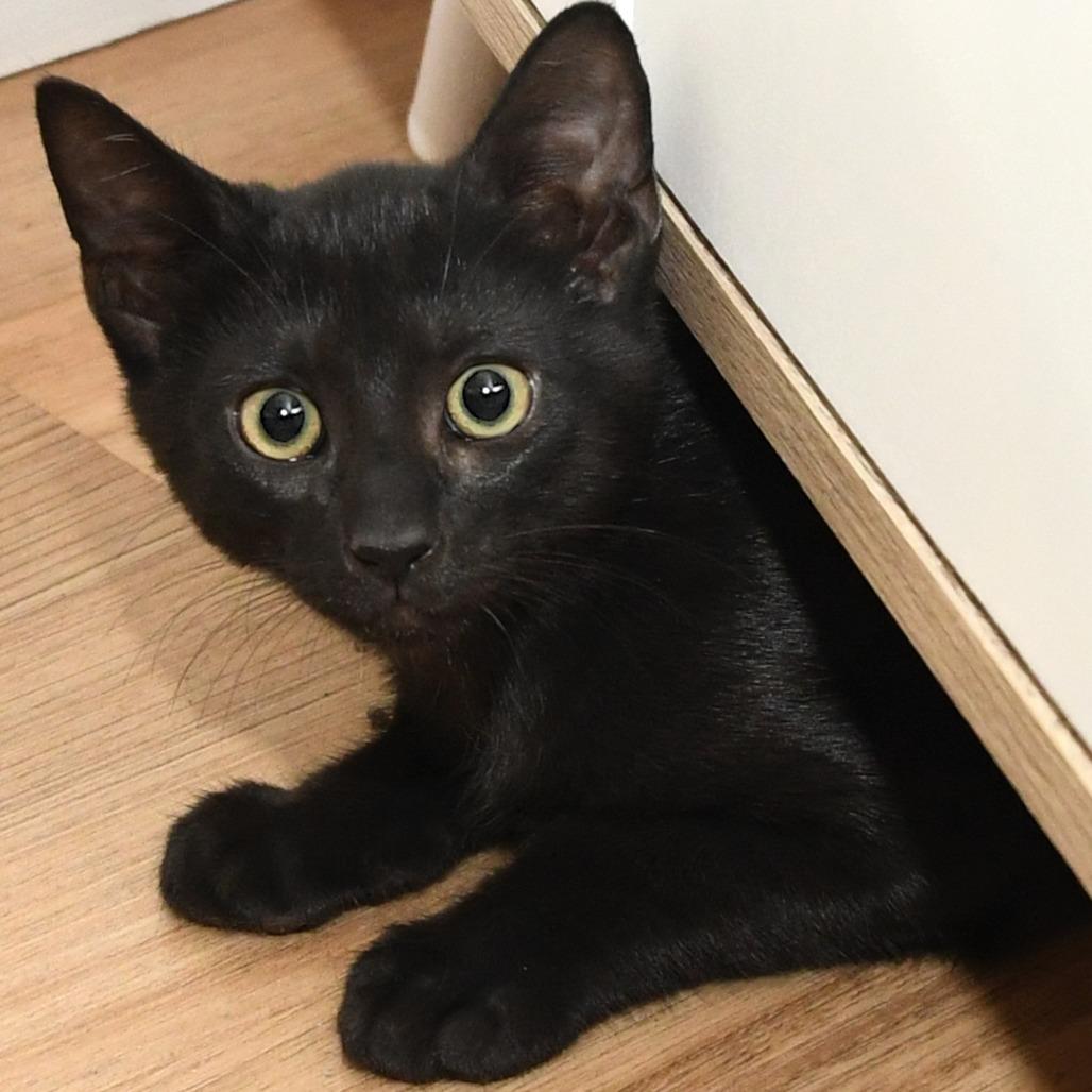Satin lacy k, Adoptable, Kitten Male Domestic Short Hair.