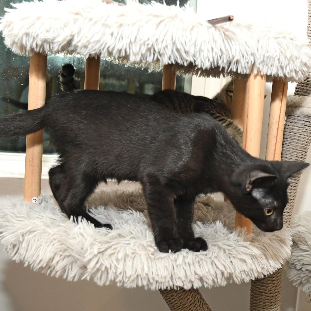 Satin lacy k, a Adoptable Domestic Short Hair in Natick, MA image 2/6