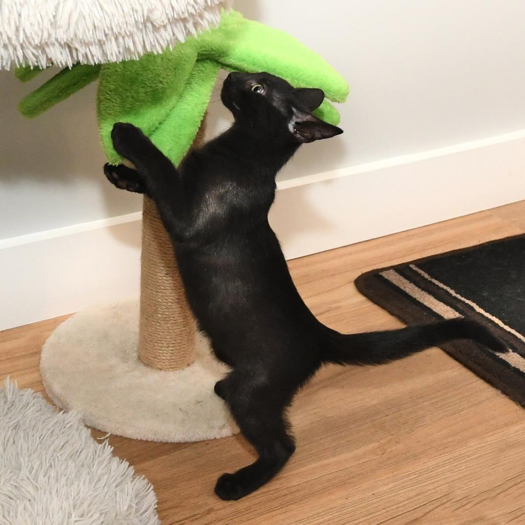 Satin lacy k, a Adoptable Domestic Short Hair in Natick, MA image 3/6