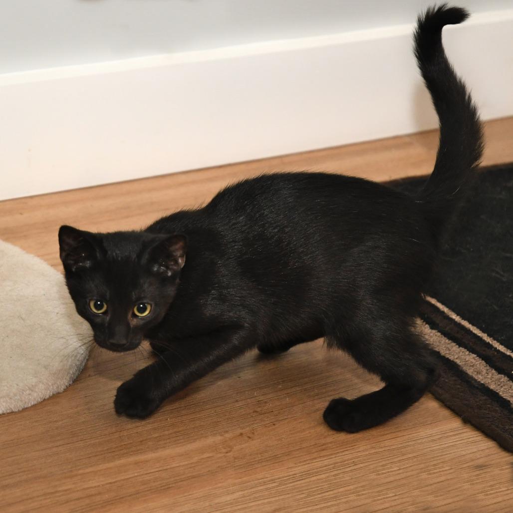 Satin lacy k, a Adoptable Domestic Short Hair in Natick, MA image 5/6
