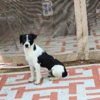 Enlarge Snoopy, a ADOPTABLE mixed breed in Albany, NY image 1/1