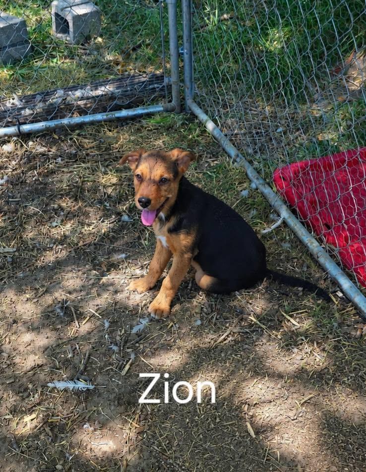Zion, Adoptable, Young Female German Shepherd Dog.