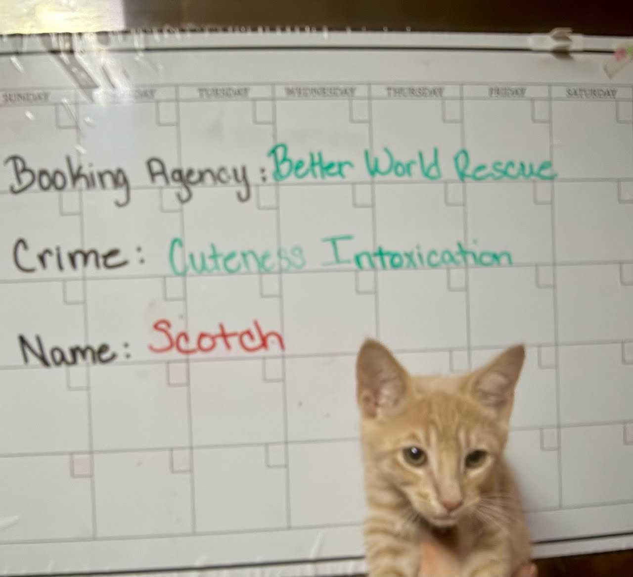 Scotch, Adopted, Kitten Male Domestic Short Hair.