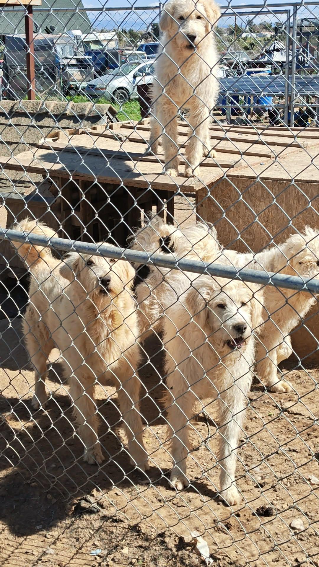 Pyredoodles male and female, ADOPTABLE, Young Male Standard Poodle & Great Pyrenees.
