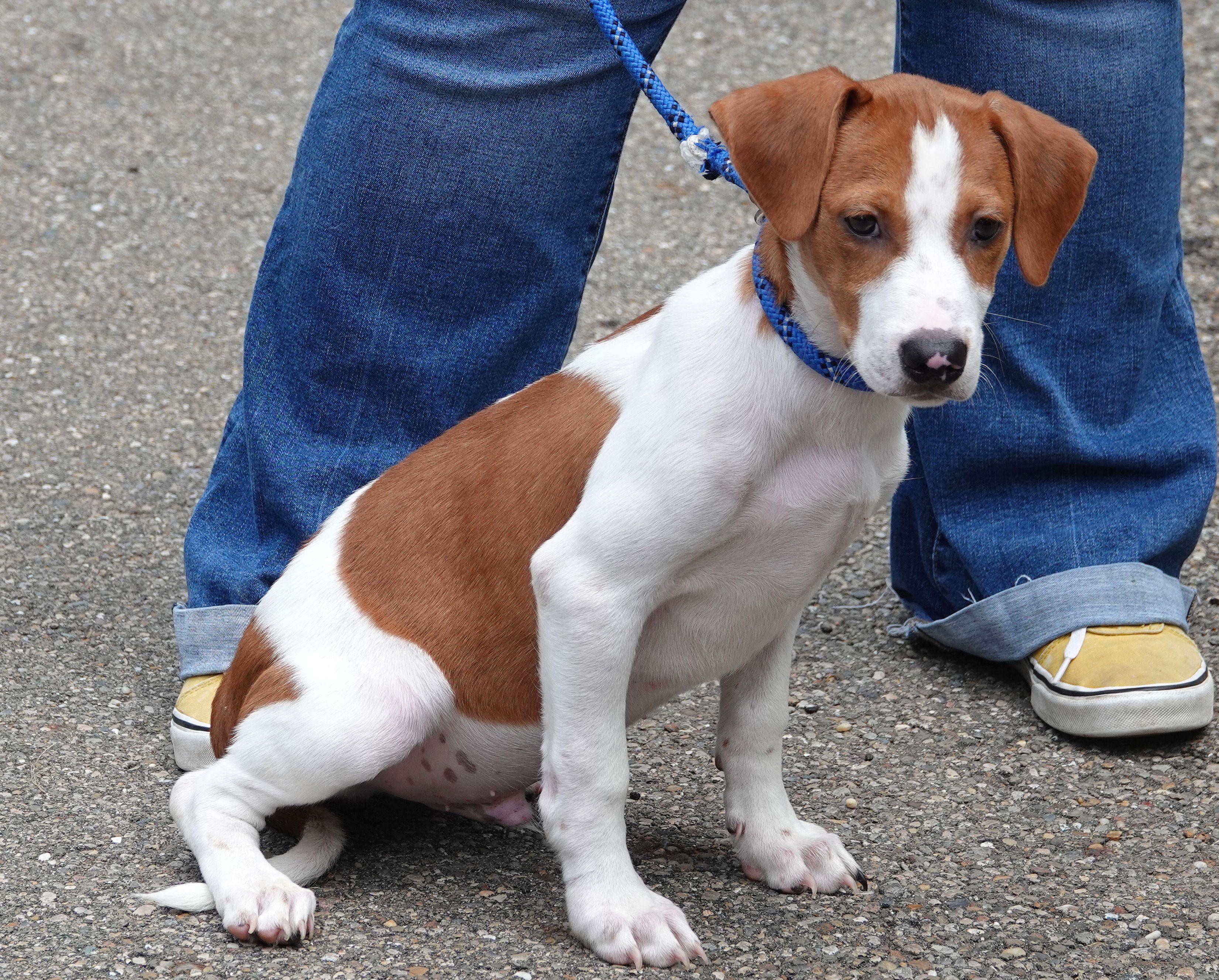 Forky - ADOPTED, an adopted mixed breed in Millfield, OH image 3/3