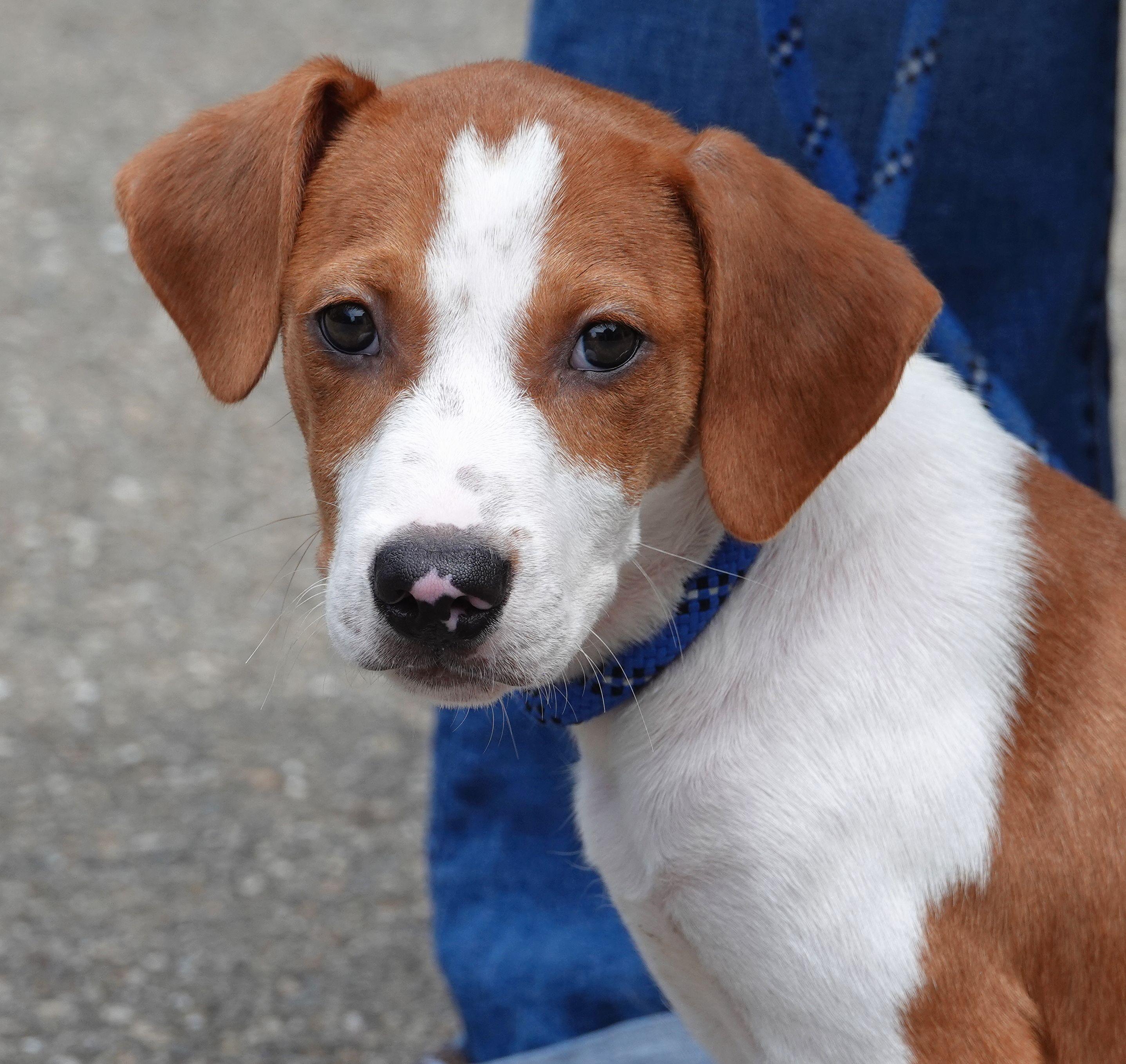 Forky - ADOPTED, an adopted mixed breed in Millfield, OH image 1/3