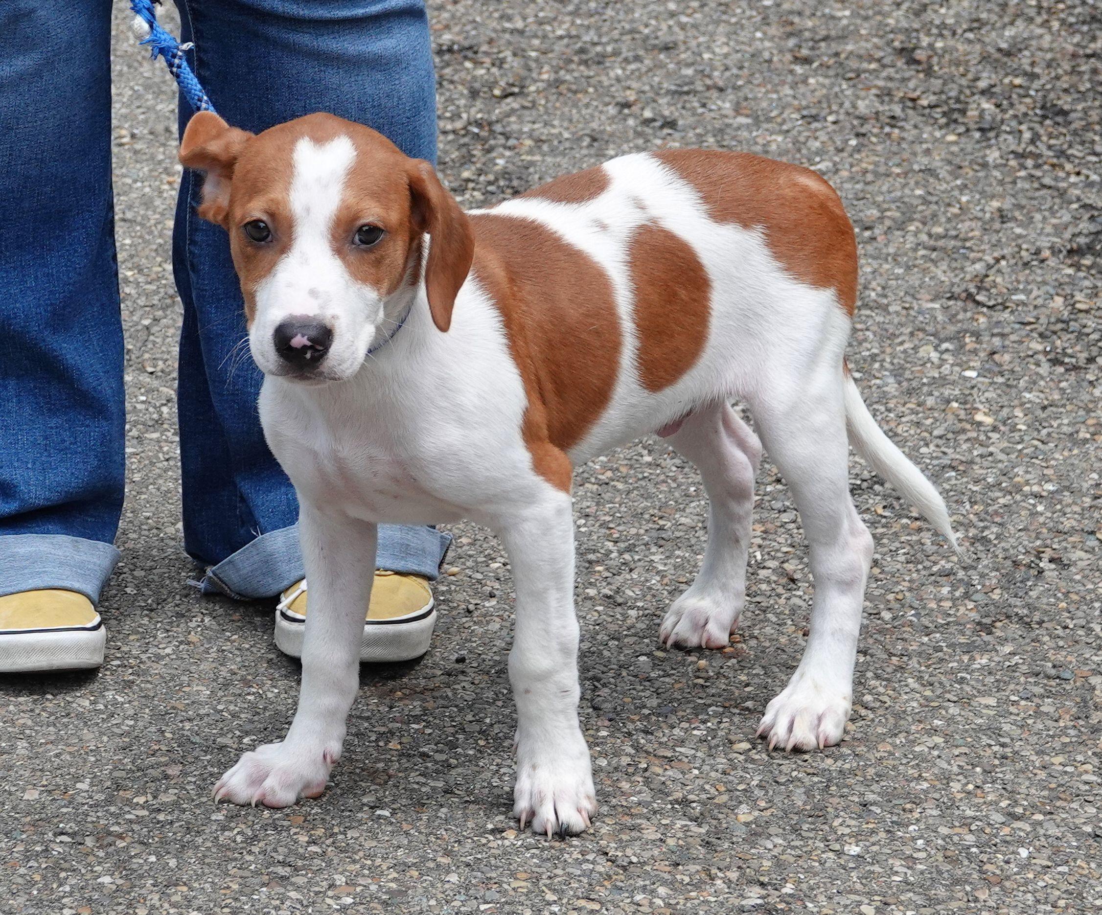 Forky - ADOPTED, an adopted mixed breed in Millfield, OH image 2/3