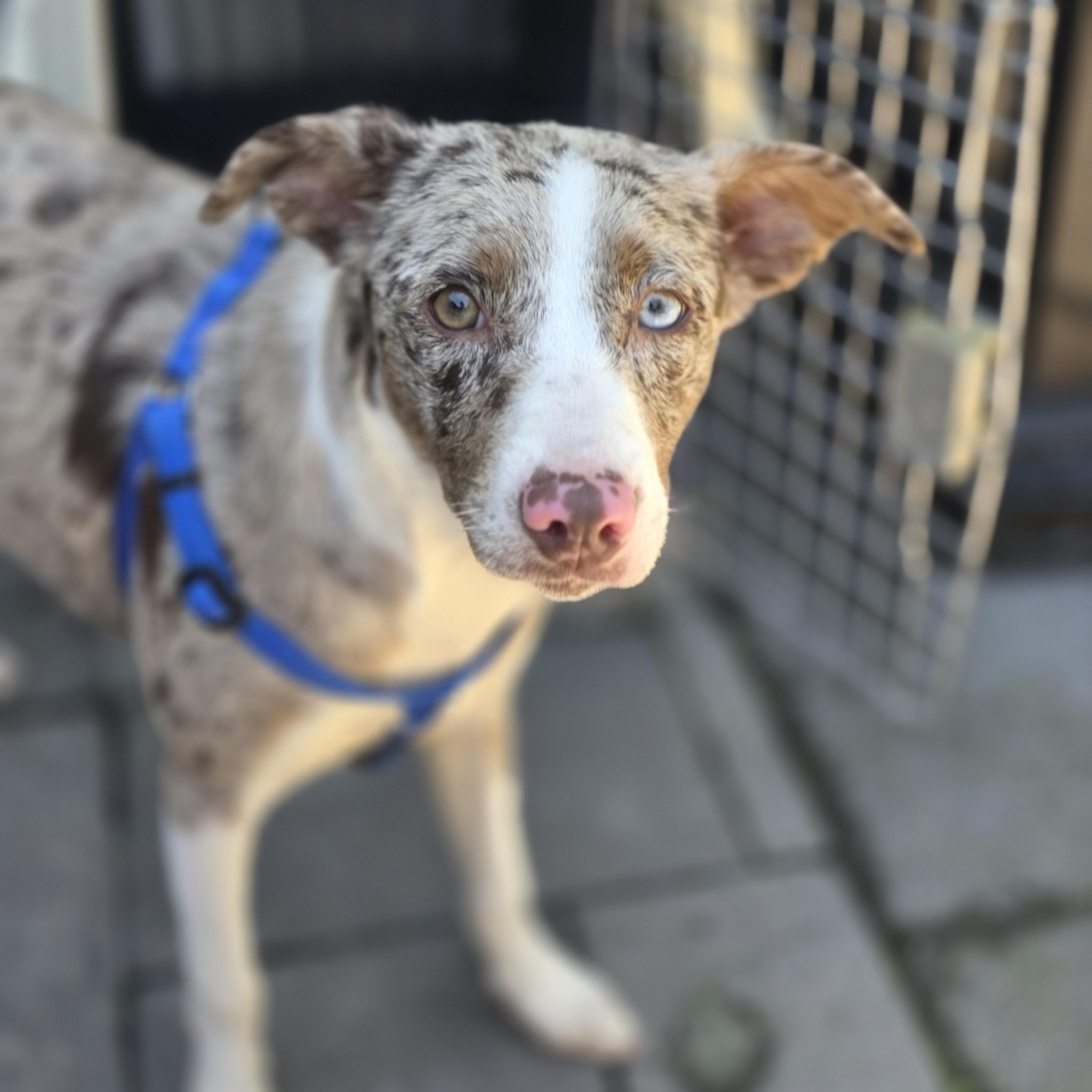 Leopard, adopted, Puppy Female Australian Shepherd & Mixed Breed.