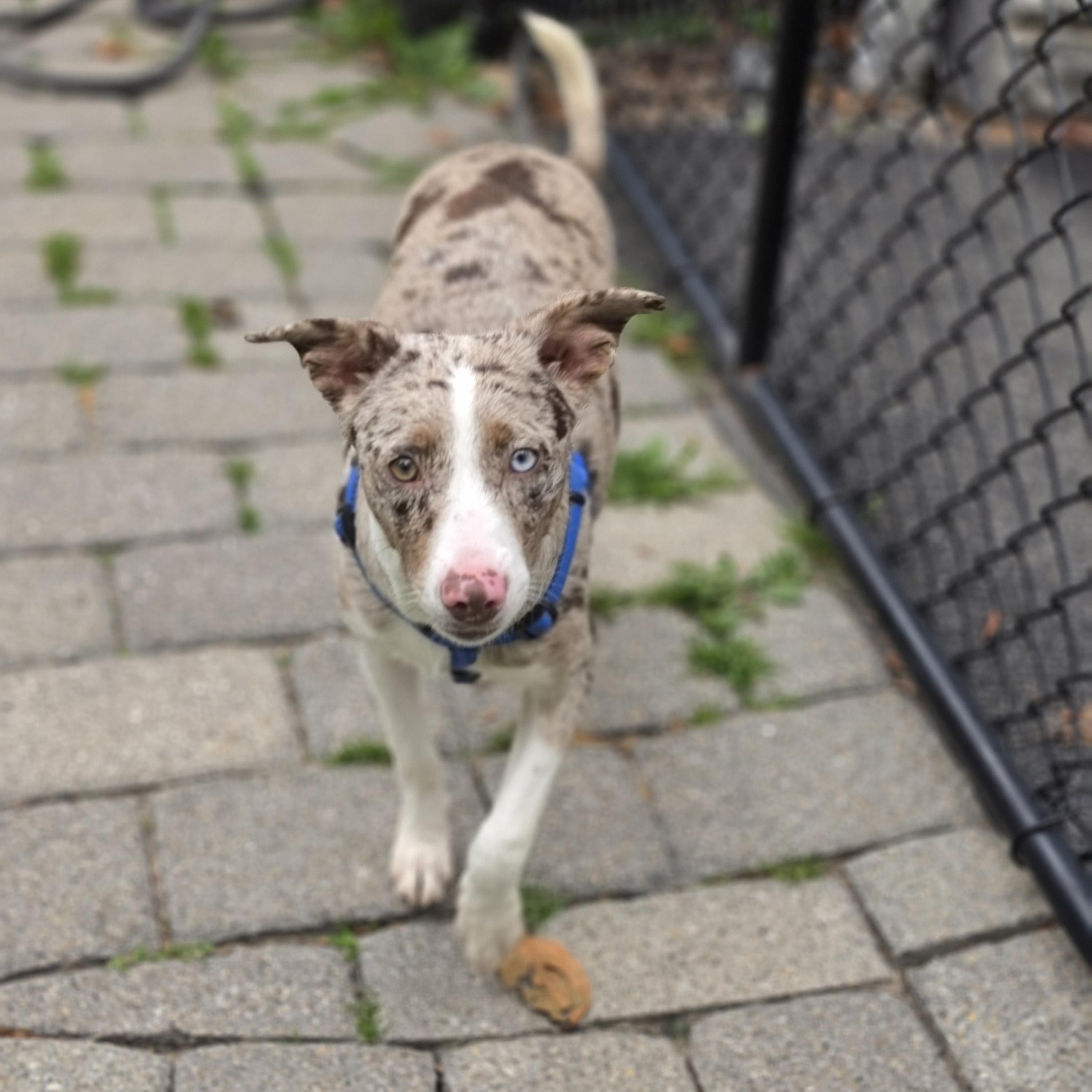 Enlarge Leopard, an adopted mixed breed in Blairstown, NJ image 4/6