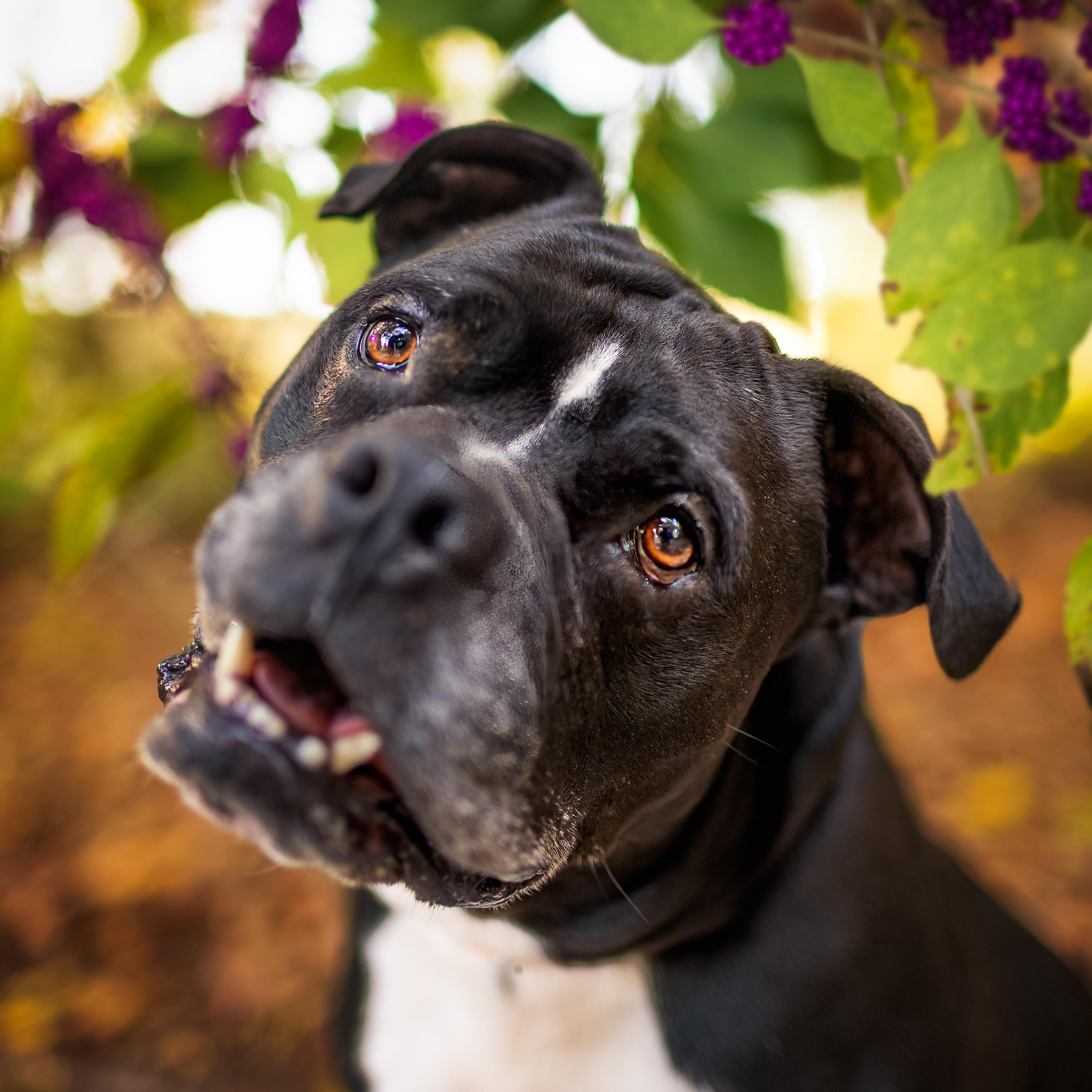 Kane *In Training & SPONSORED*, a Adoptable mixed breed in Umatilla, FL image 1/6