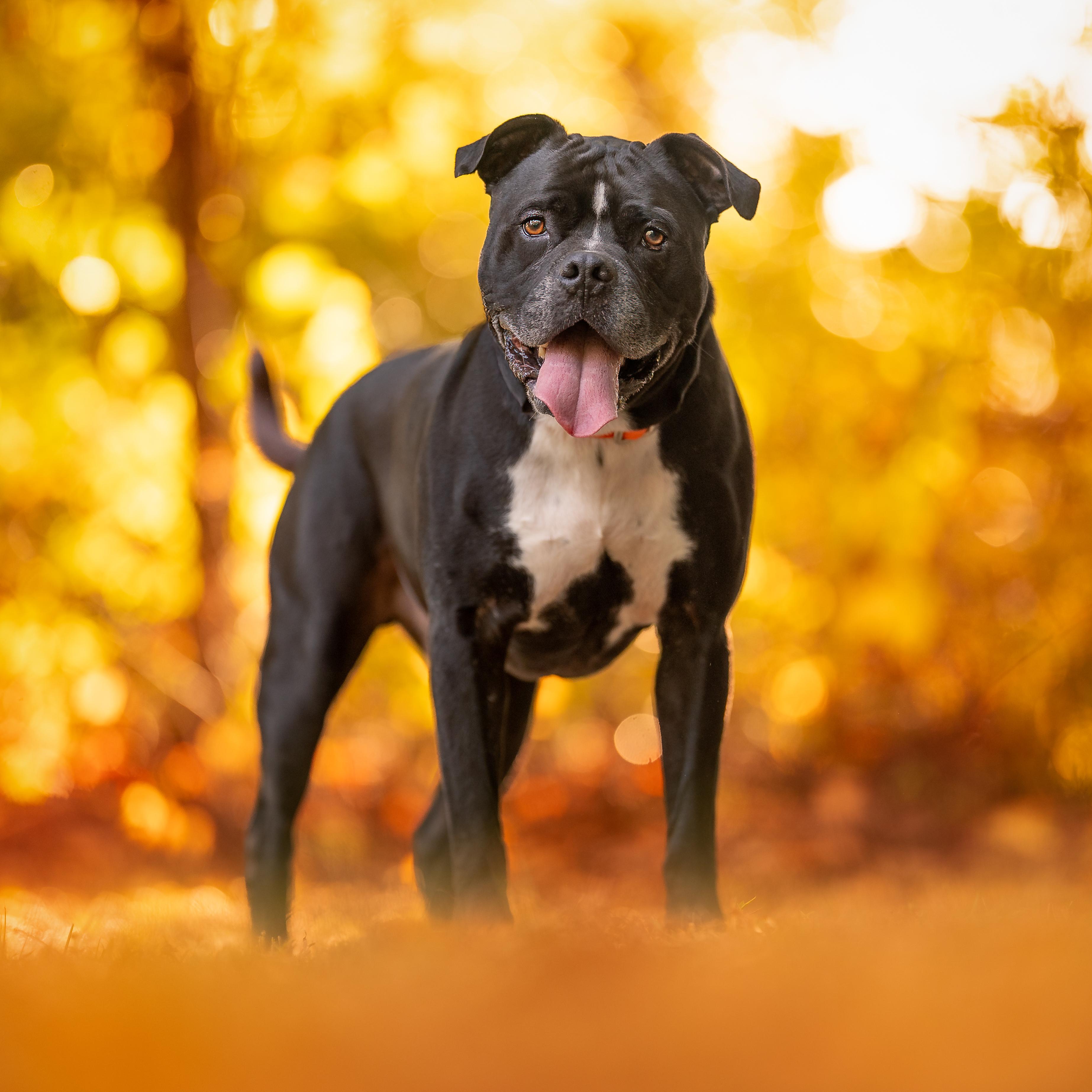 Kane *In Training & SPONSORED*, a Adoptable mixed breed in Umatilla, FL image 2/6