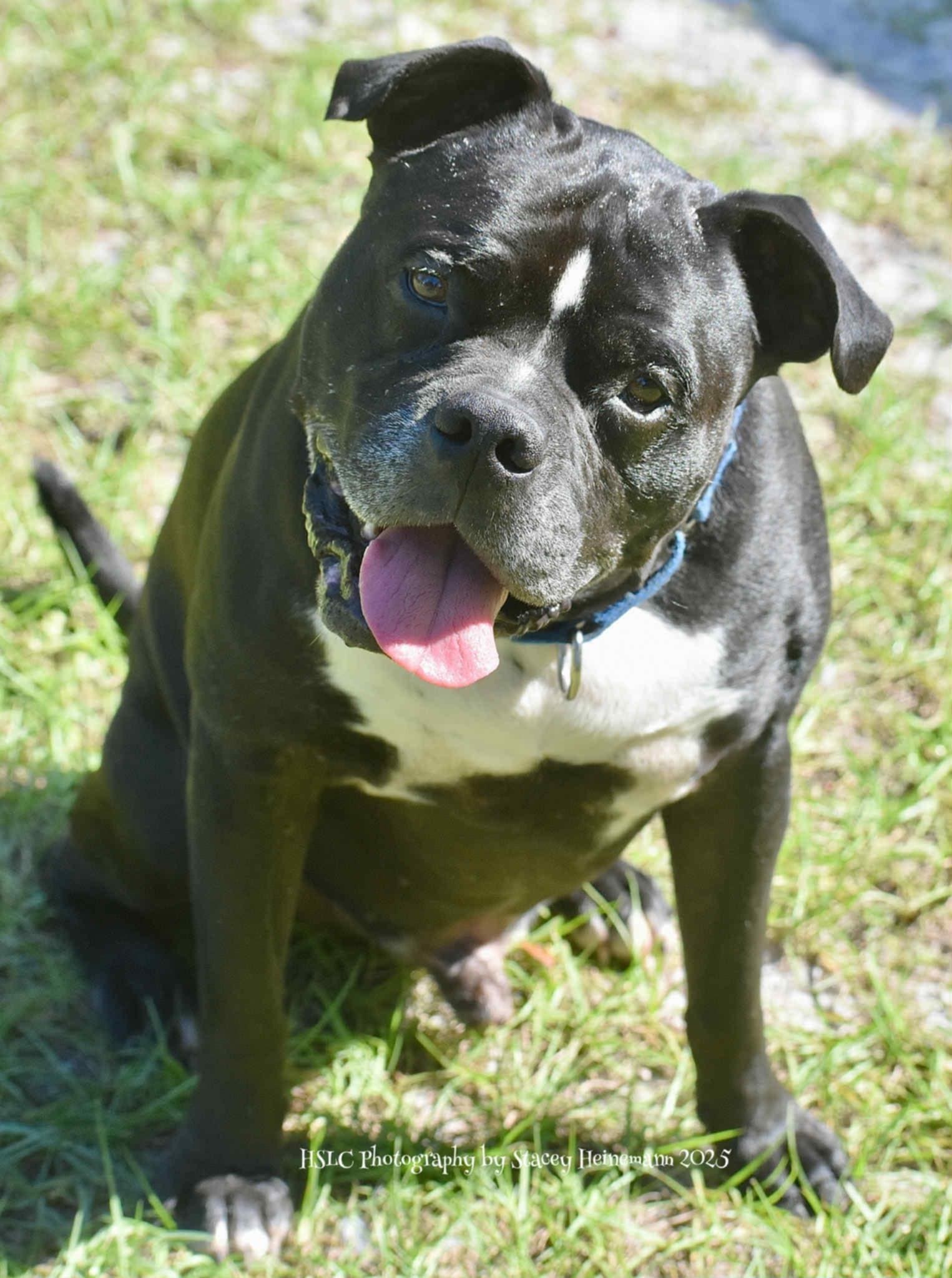 Kane *In Training & SPONSORED*, a Adoptable mixed breed in Umatilla, FL image 6/6