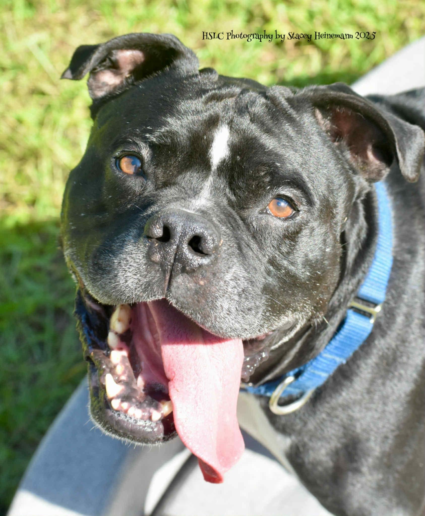 Kane *In Training & SPONSORED*, a Adoptable mixed breed in Umatilla, FL image 3/6