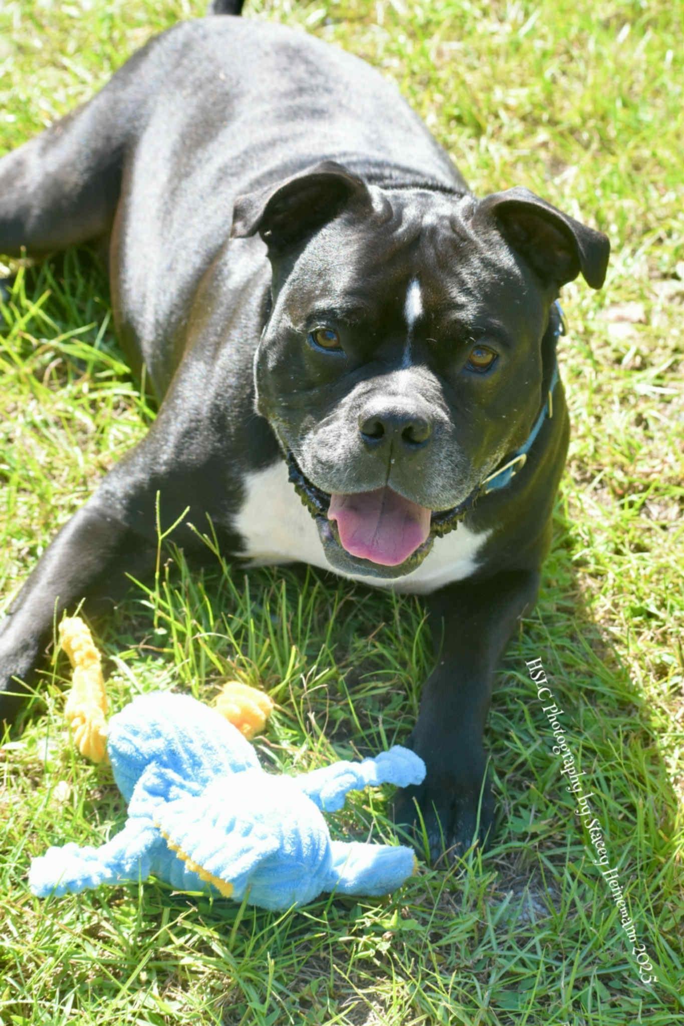 Kane *In Training & SPONSORED*, a Adoptable mixed breed in Umatilla, FL image 4/6