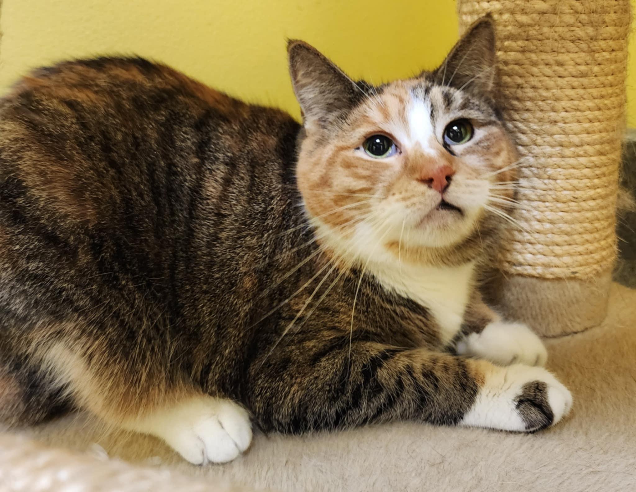 Enlarge LUCY, a ADOPTABLE Domestic Short Hair in Manassas, VA image 2/2