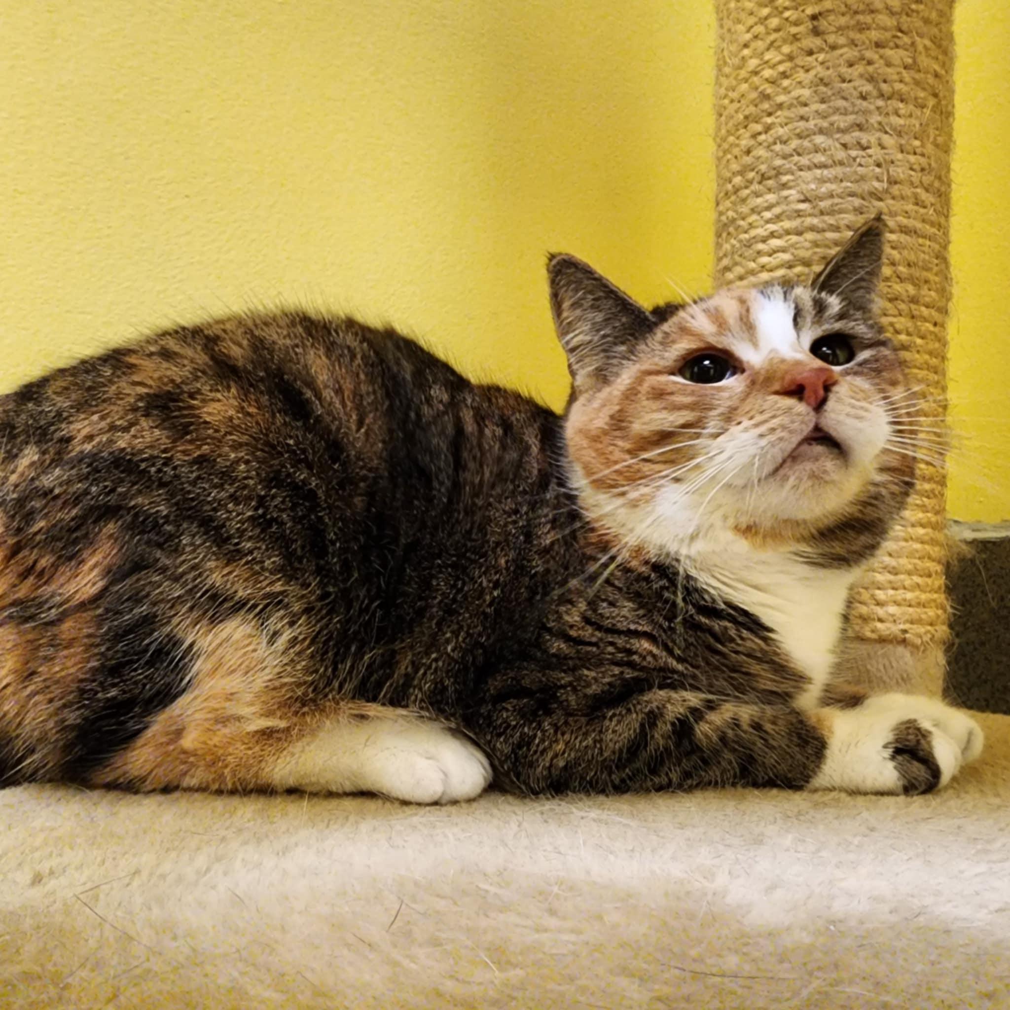 Enlarge LUCY, a ADOPTABLE Domestic Short Hair in Manassas, VA image 1/2