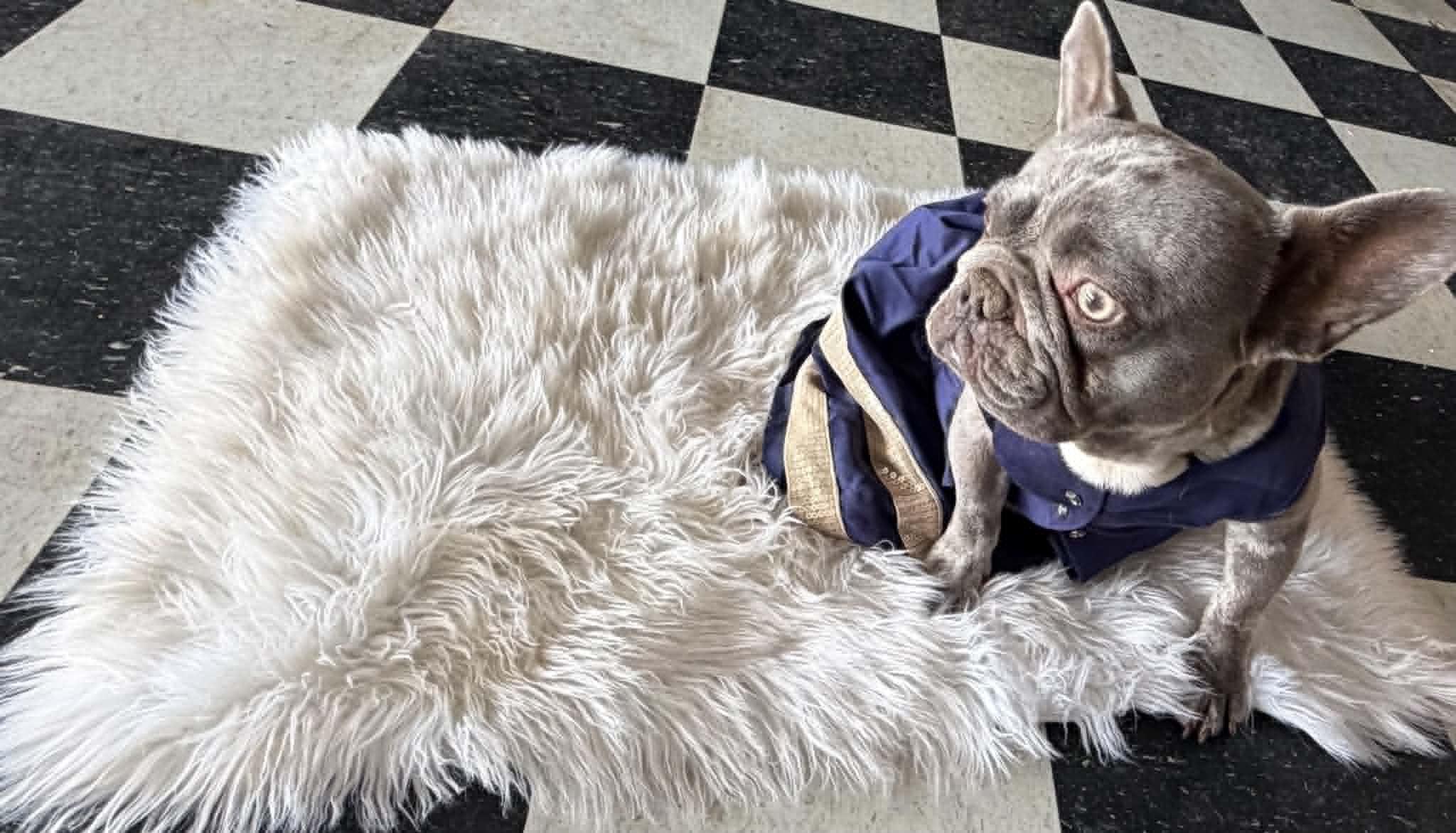 Opal, a Adoptable French Bulldog in Piedmont, OK image 1/2