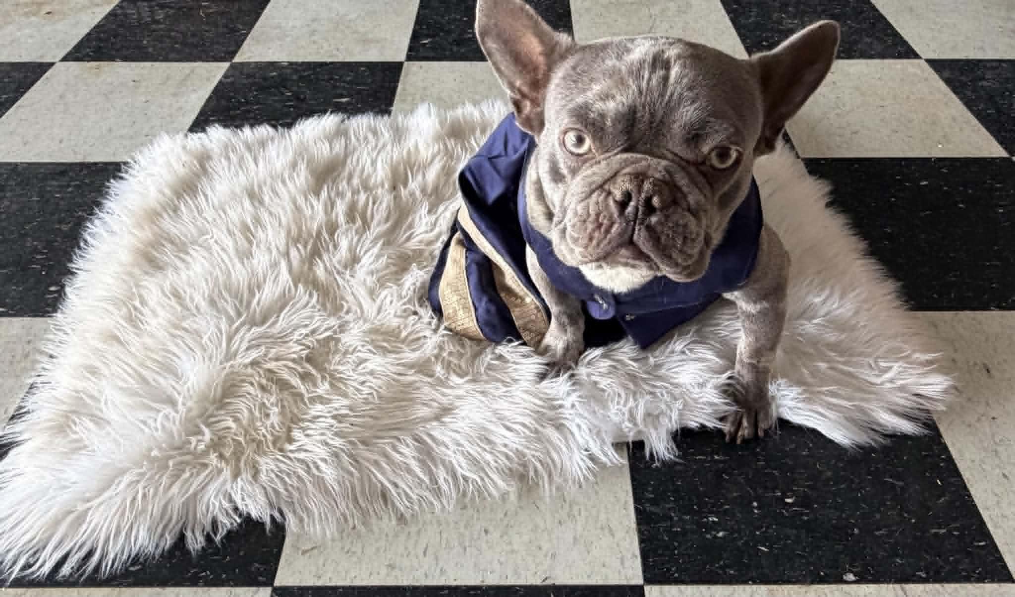 Opal, a Adoptable French Bulldog in Piedmont, OK image 2/2