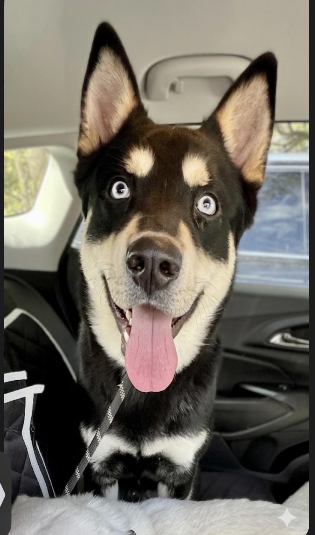 Togo, smart, loyal and playful, Adoptable, Young Male Siberian Husky & Husky.
