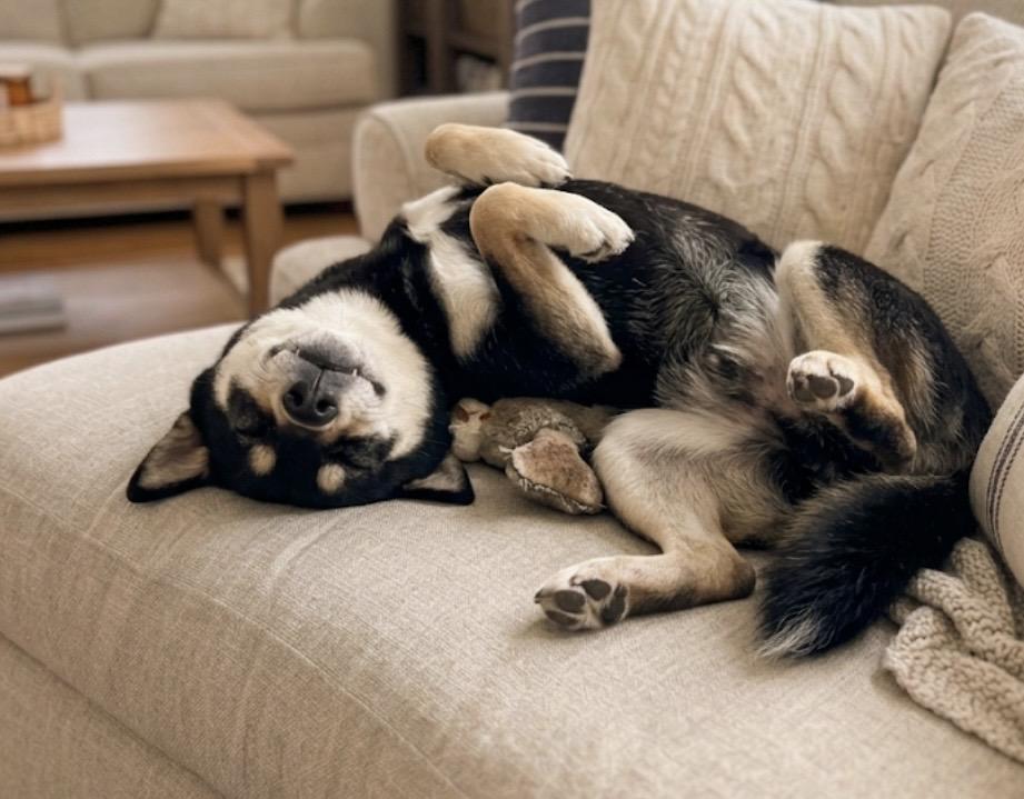 Togo! The Kind of Husky People Hope to Find, Adoptable, Young Male Siberian Husky & Husky.