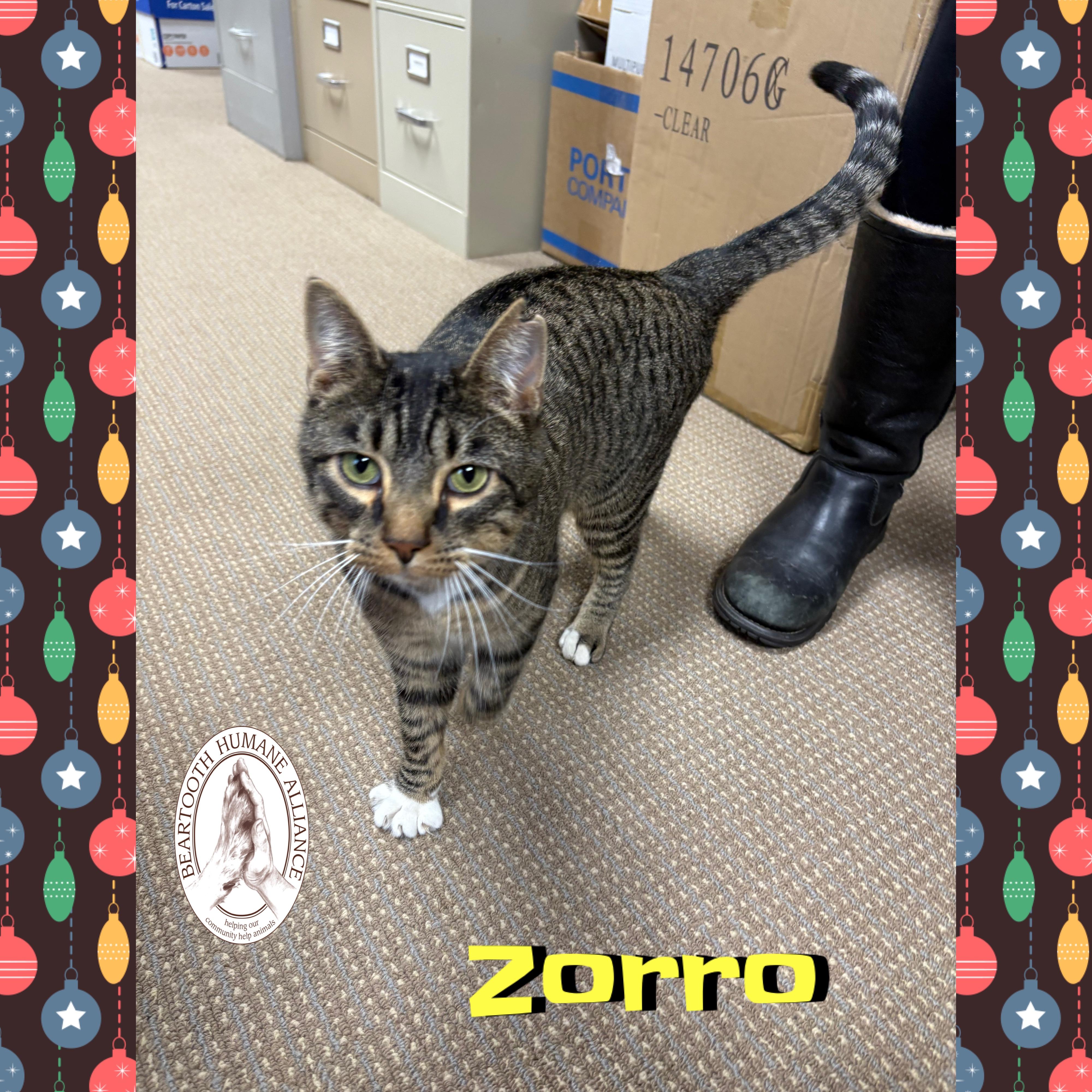 Zorro, a ADOPTABLE mixed breed in Red Lodge, MT image 3/4