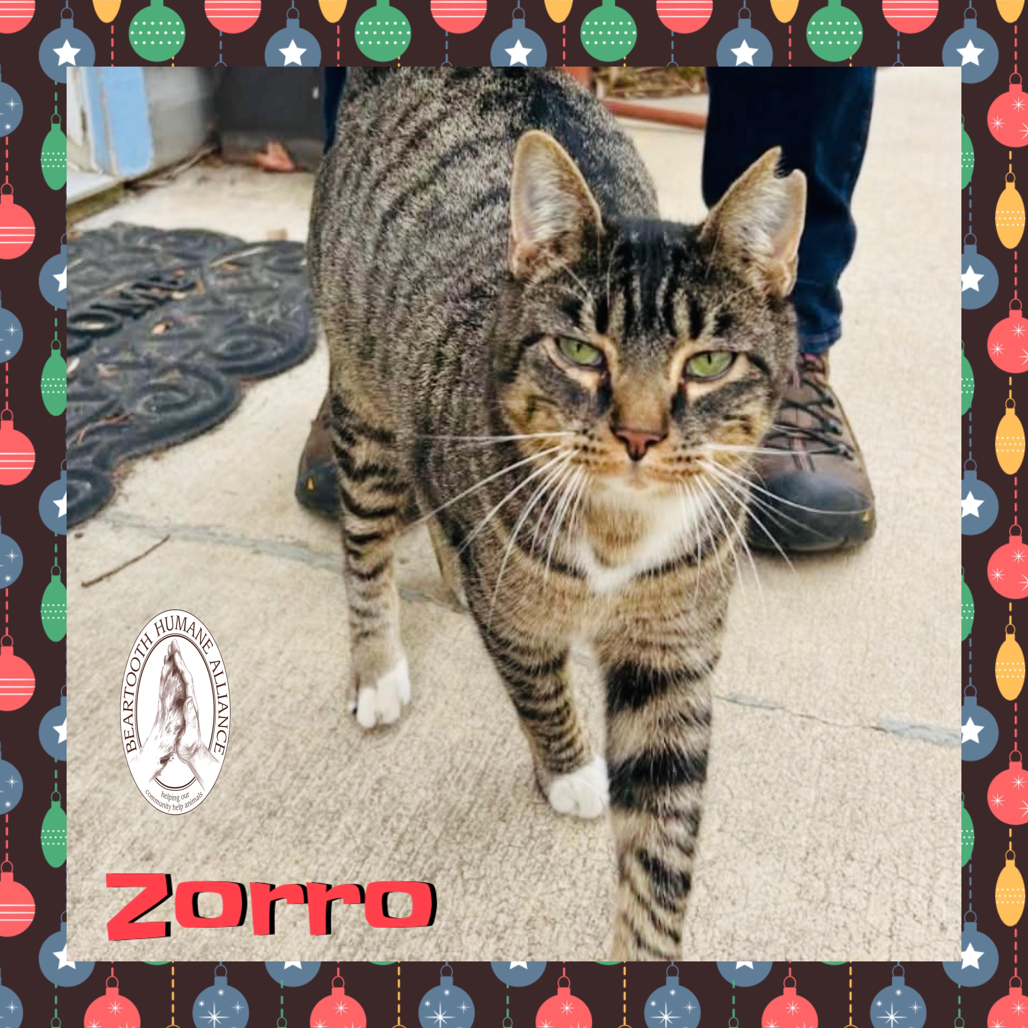 Zorro, a ADOPTABLE mixed breed in Red Lodge, MT image 2/4
