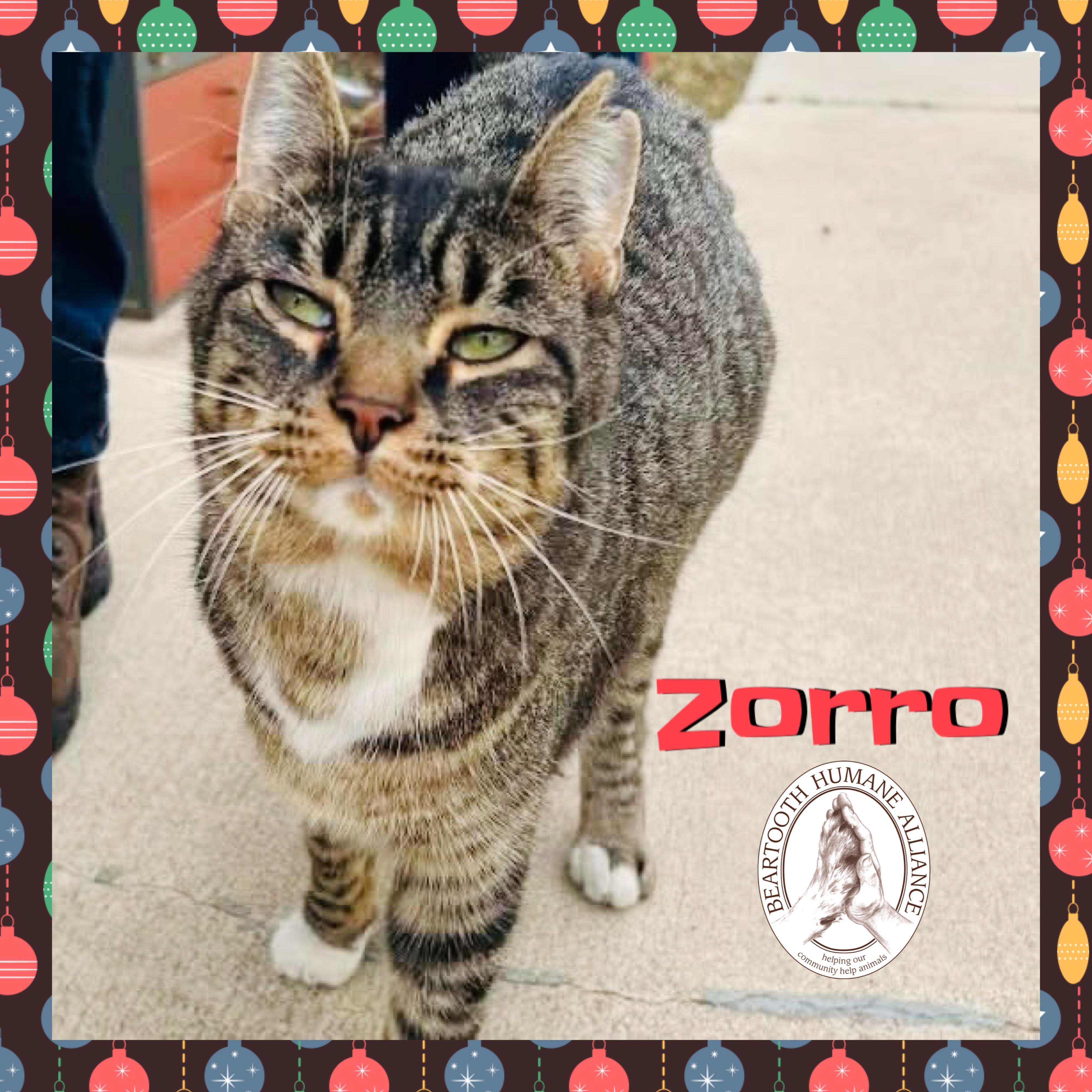 Zorro, ADOPTABLE, Adult Male Domestic Short Hair.