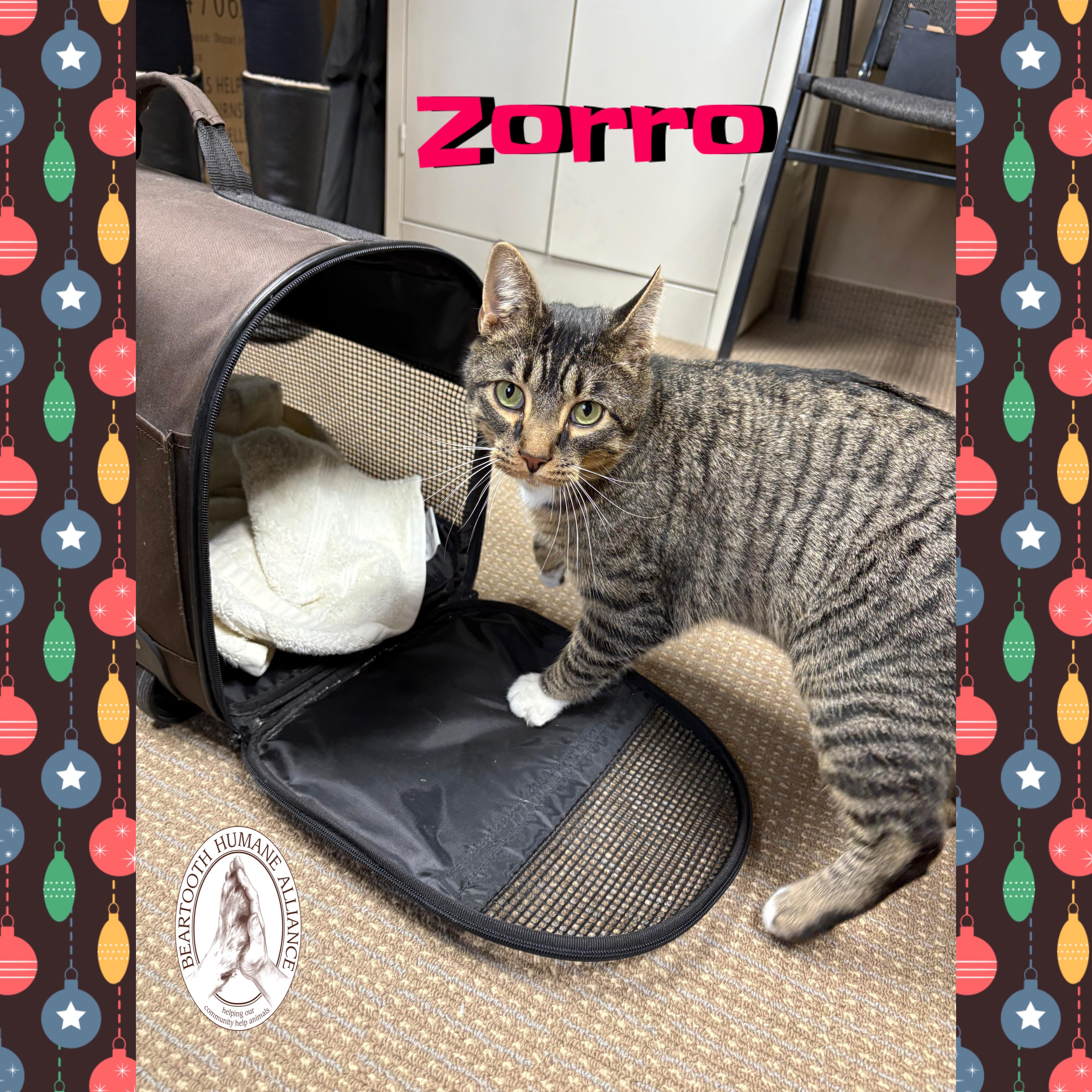 Zorro, a ADOPTABLE mixed breed in Red Lodge, MT image 4/4