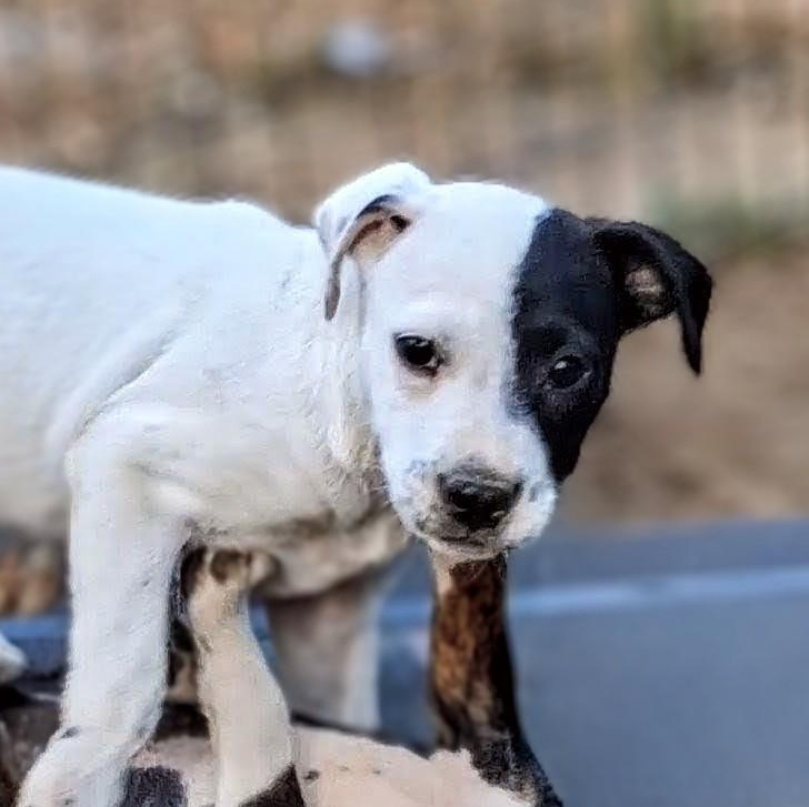Domino, a ADOPTABLE mixed breed in Brattleboro , VT image 3/5