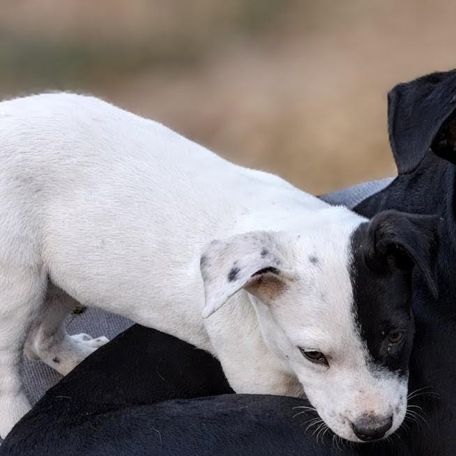 Domino, a ADOPTABLE mixed breed in Brattleboro , VT image 5/5