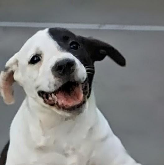Domino, ADOPTABLE, Puppy Female Mixed Breed.