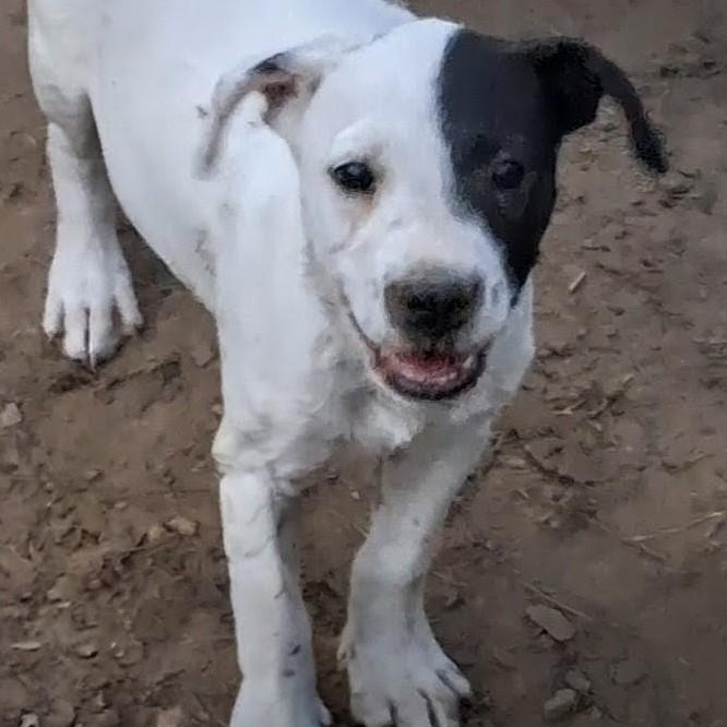 Domino, a ADOPTABLE mixed breed in Brattleboro , VT image 2/5
